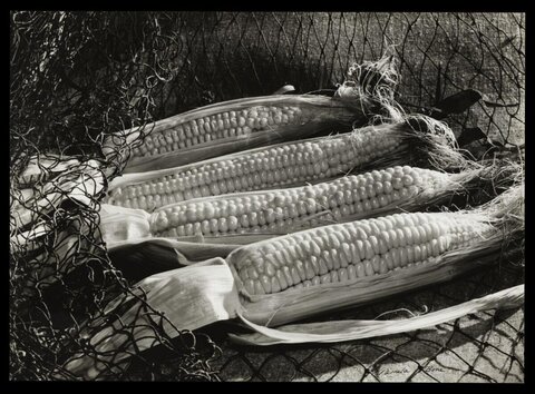 Black and White Corn Still Life
