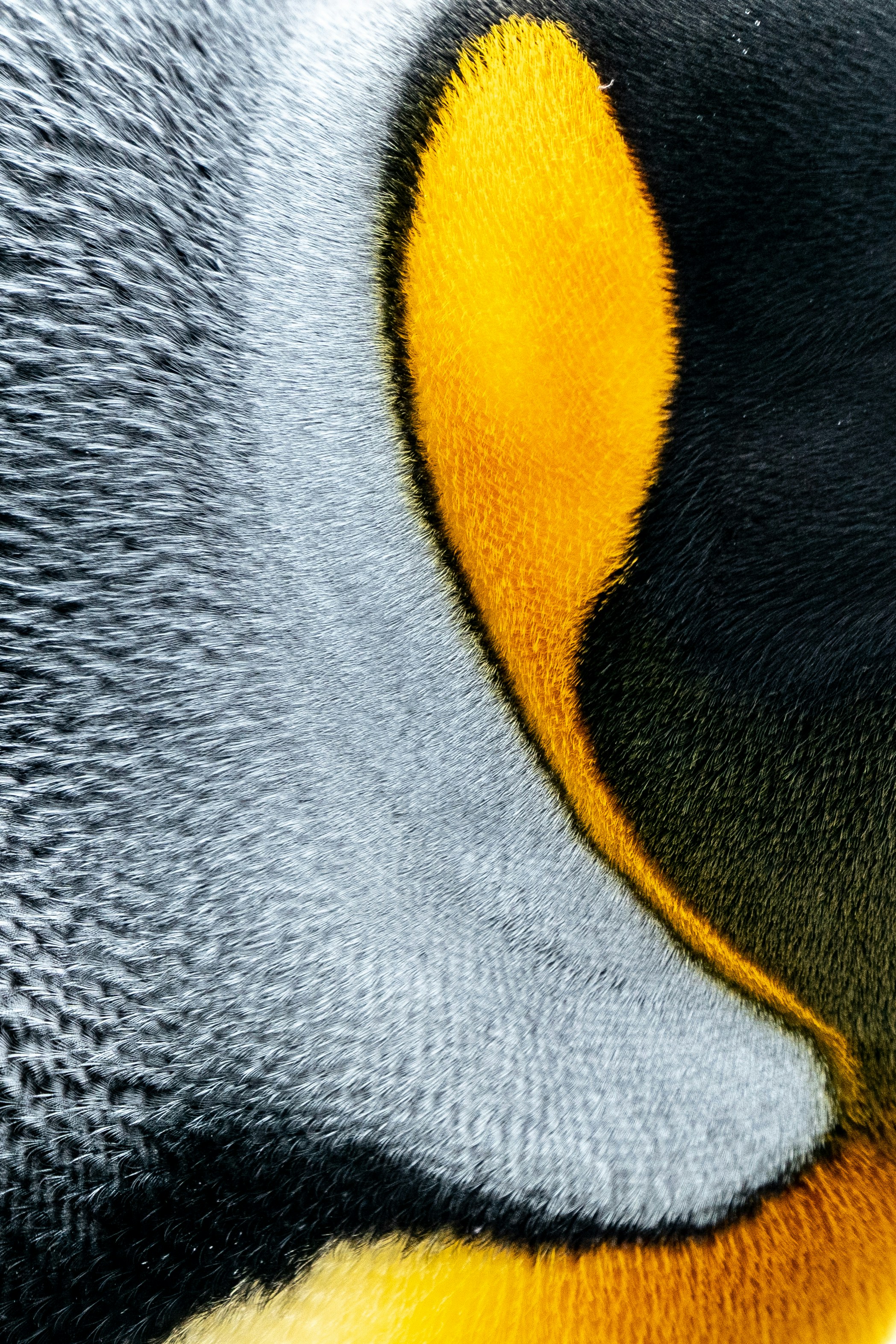 Close Up of Penguin Feathers