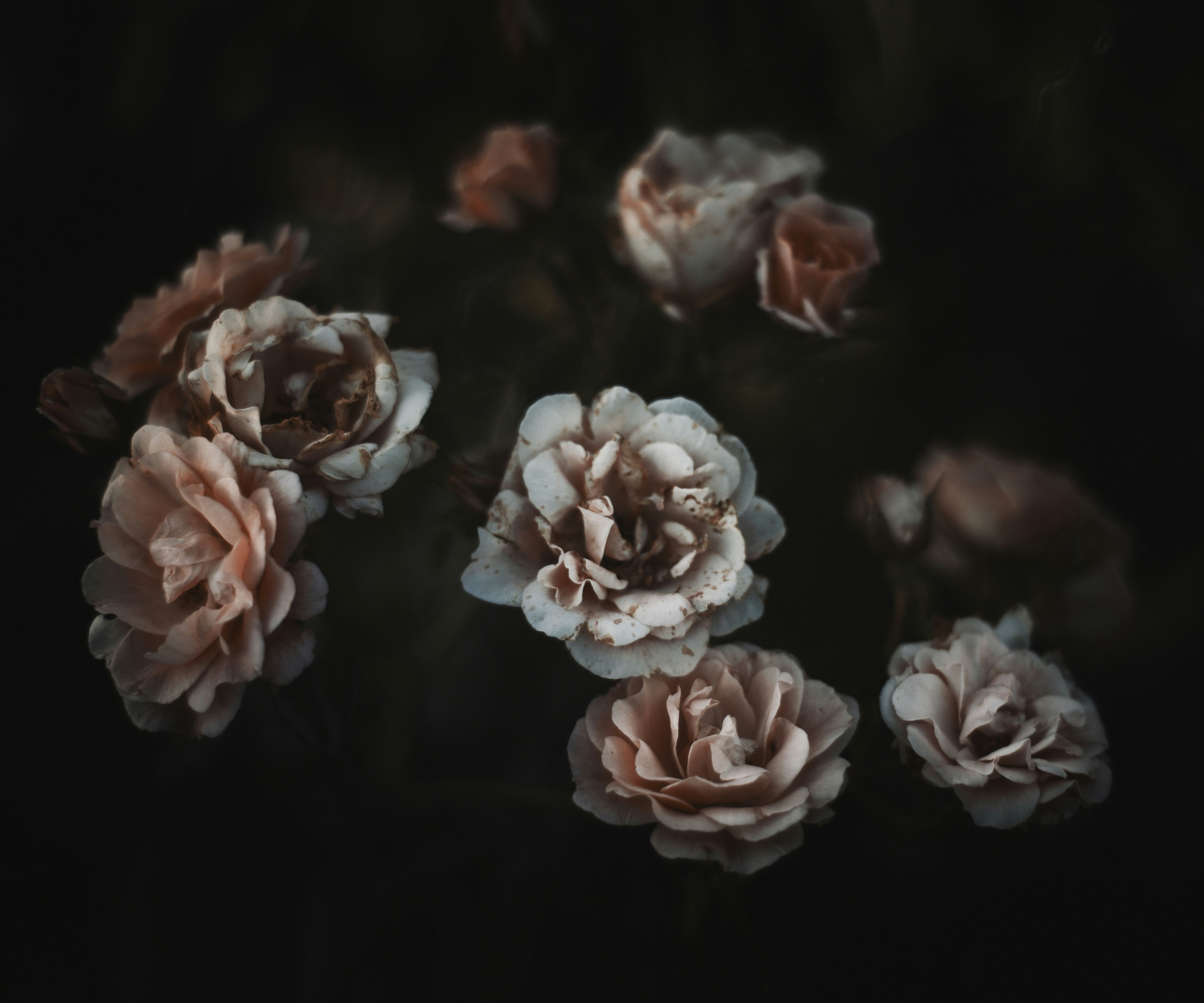 Soft Pink Roses on Dark Background