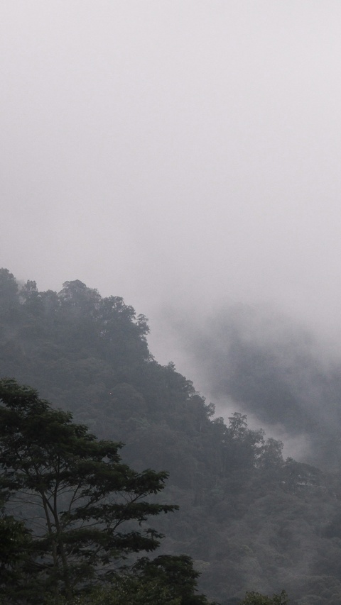 Image 1568960 — Nature