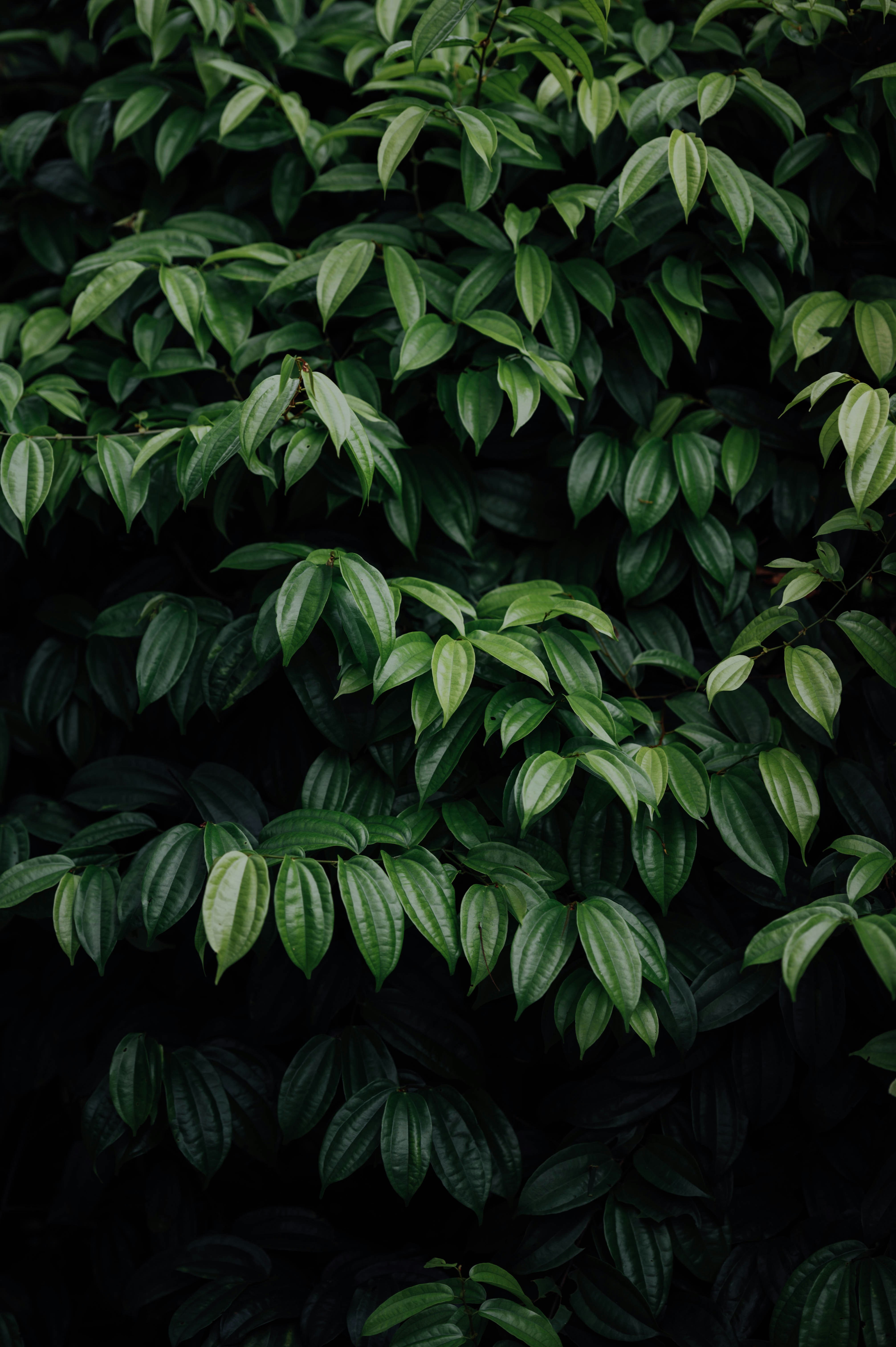 Dense Green Foliage