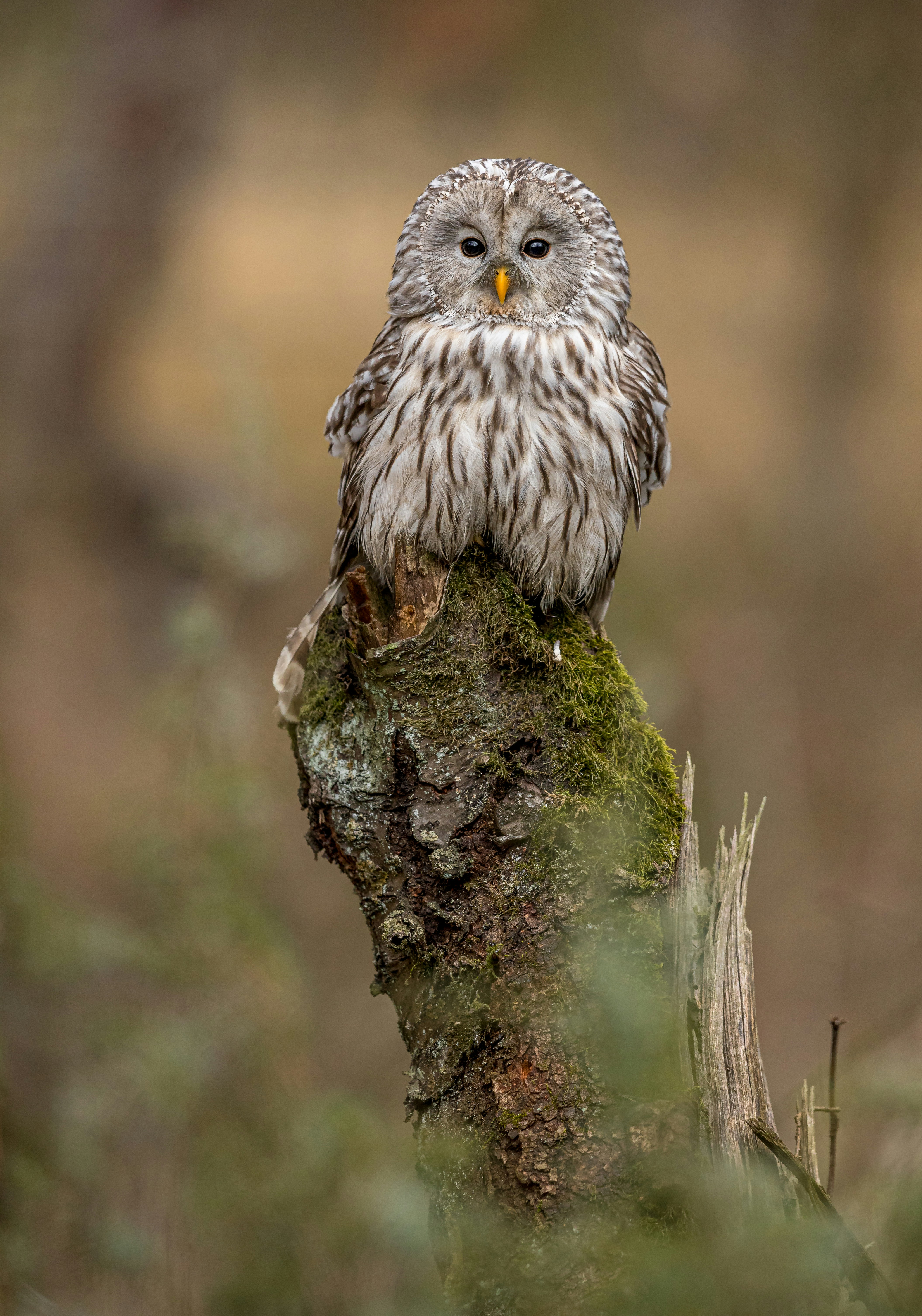 Ural Owl Perched on Mossy Tree Stump