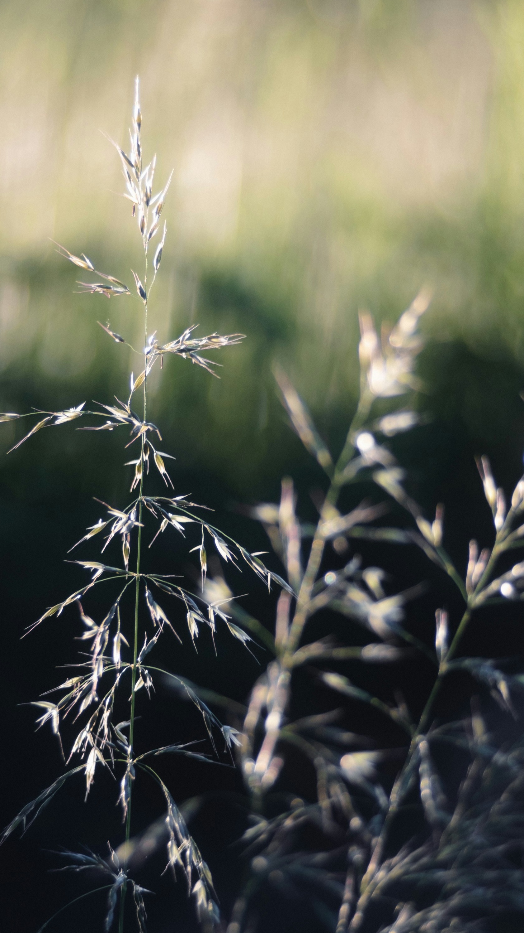 Backlit Wild Grass Stalks