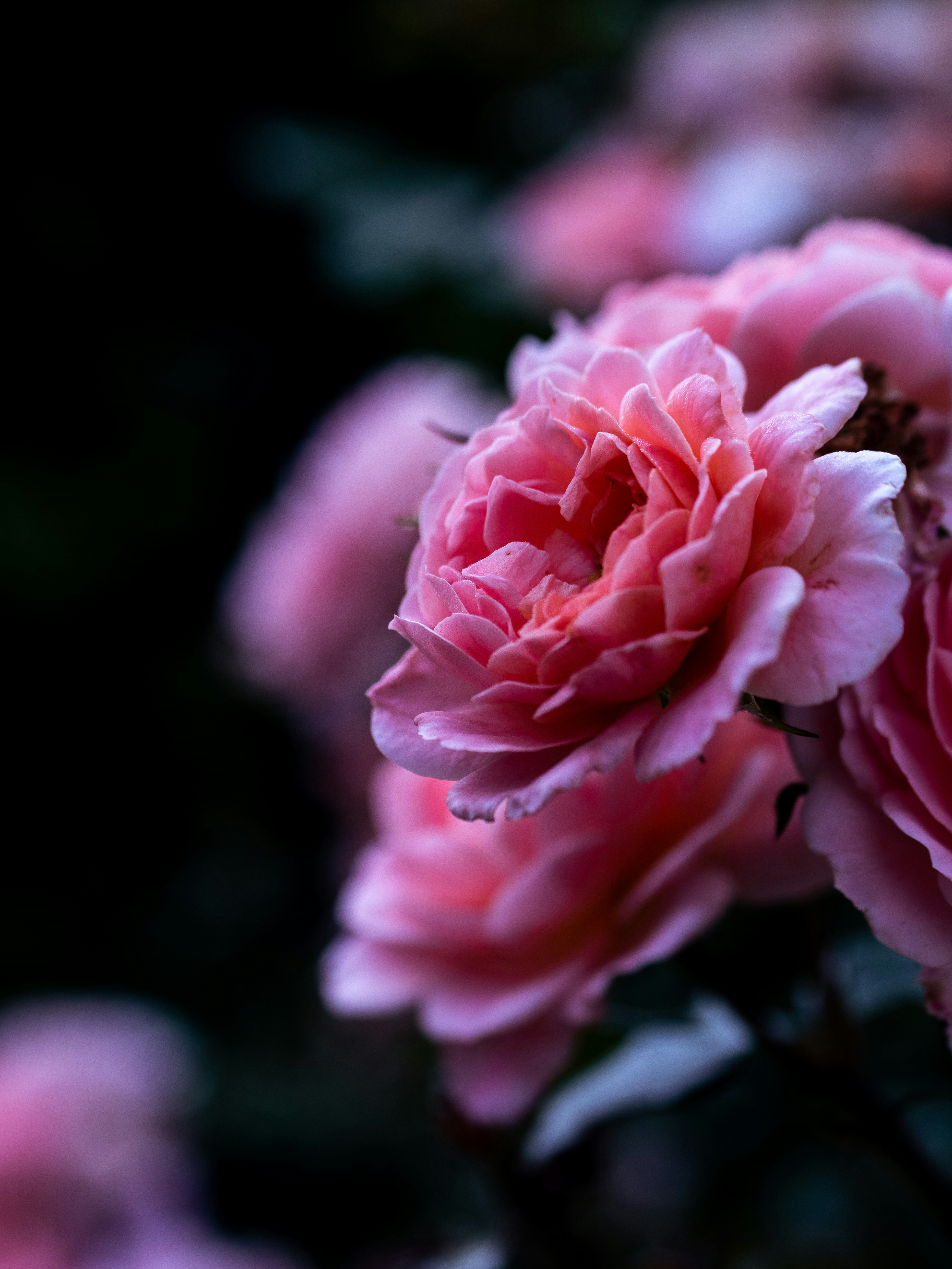 Close Up of Pink Roses