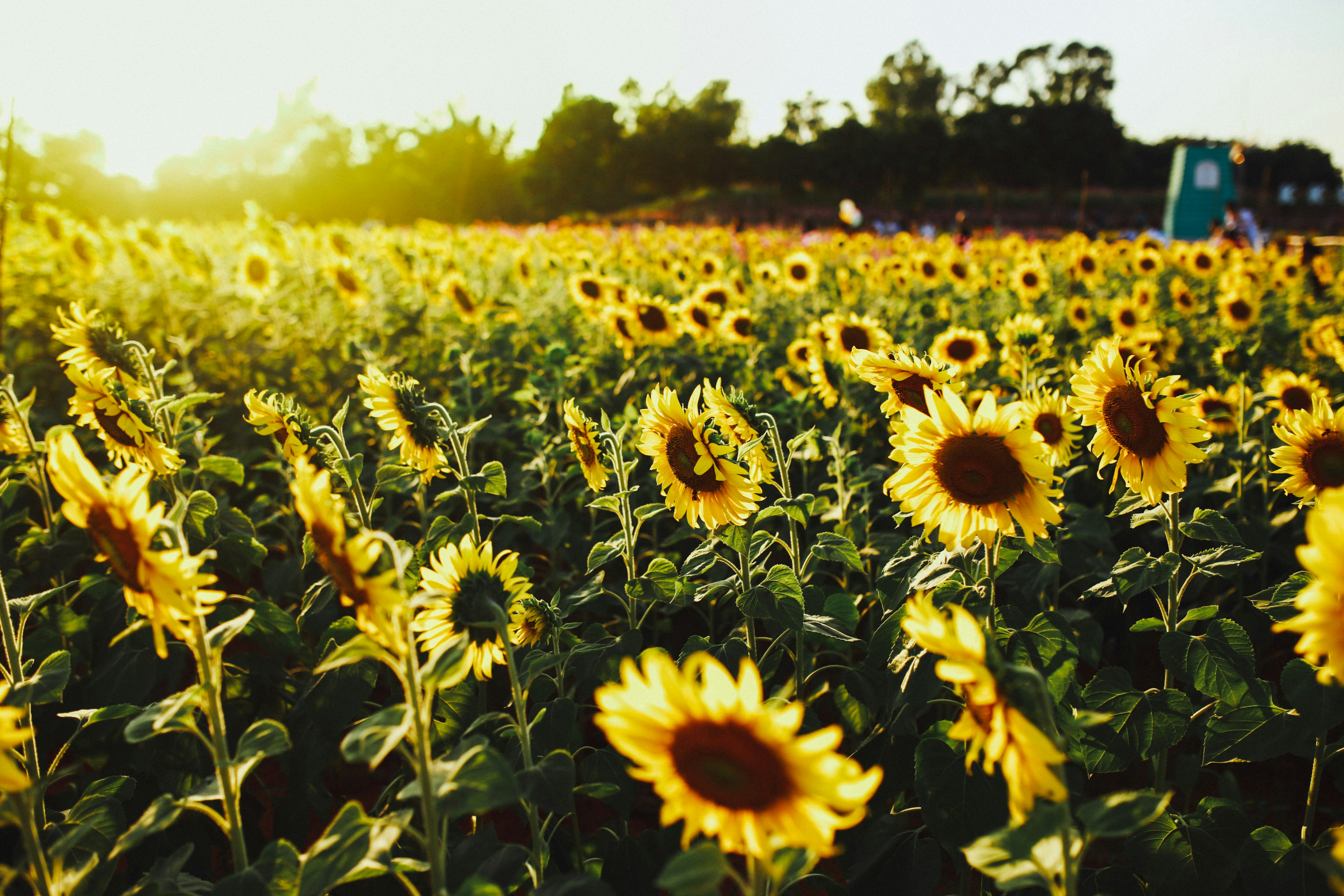 Sunflower Field at Golden Sunset