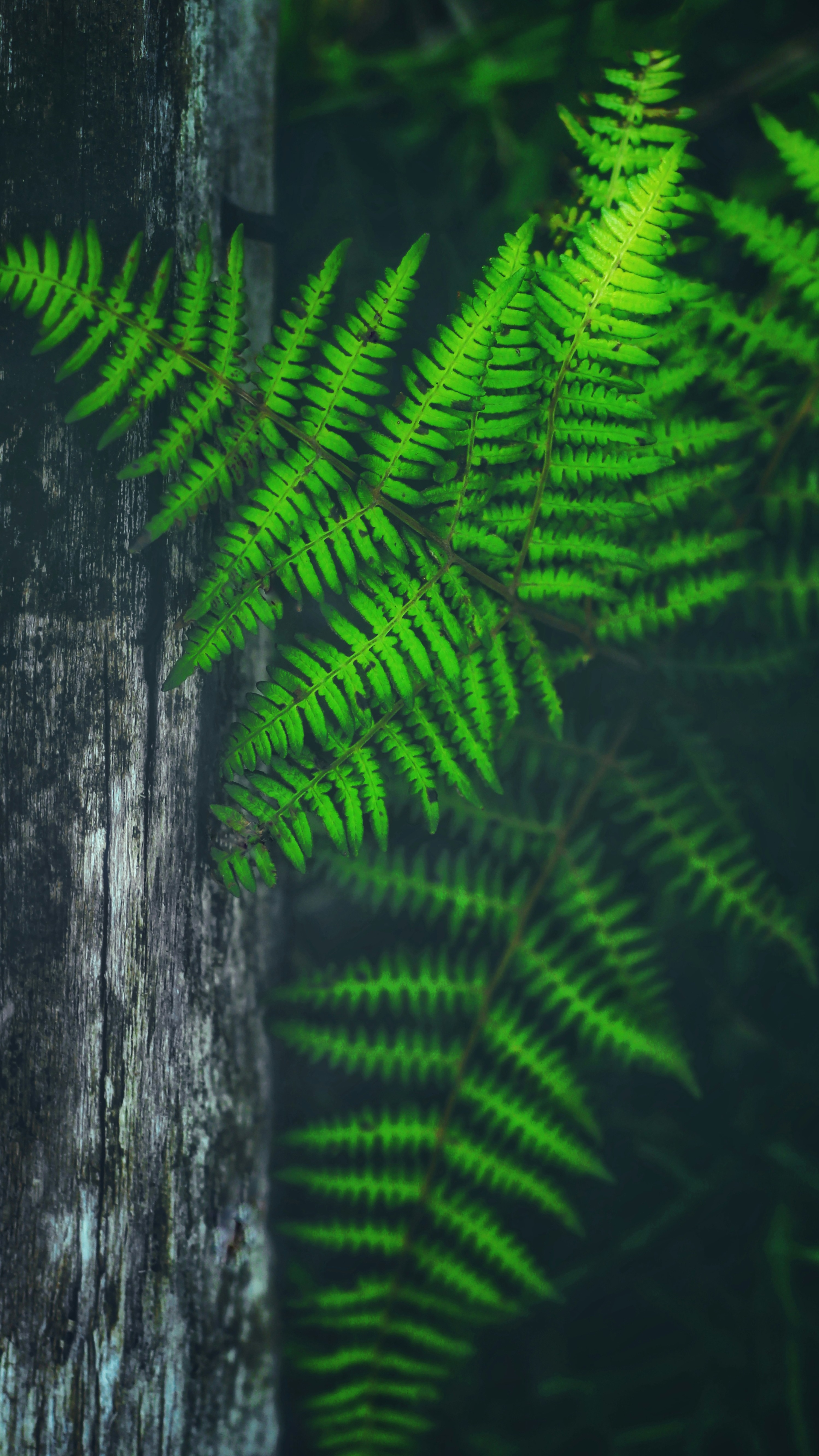 Wallpapers