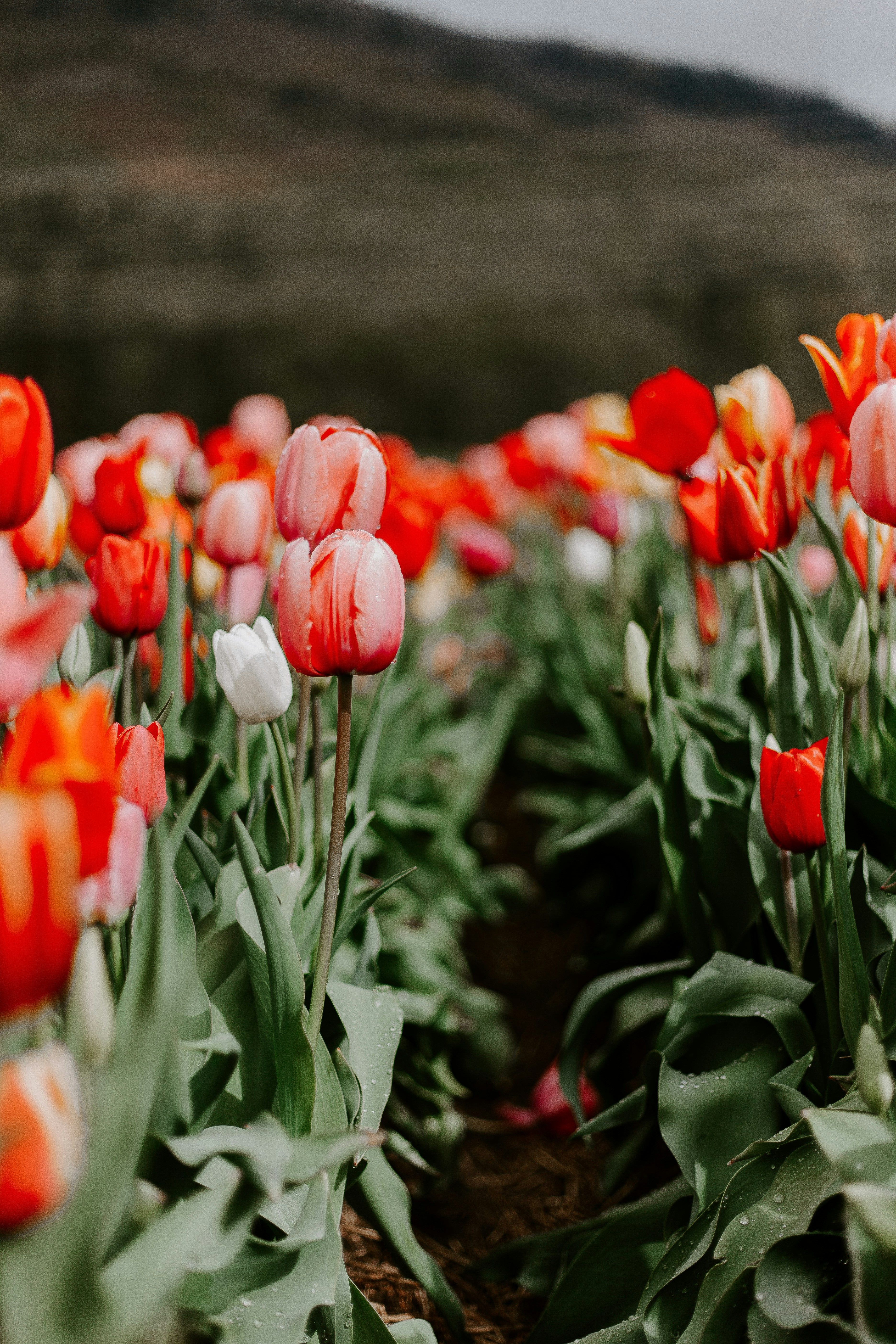 Hillside Tulip Field