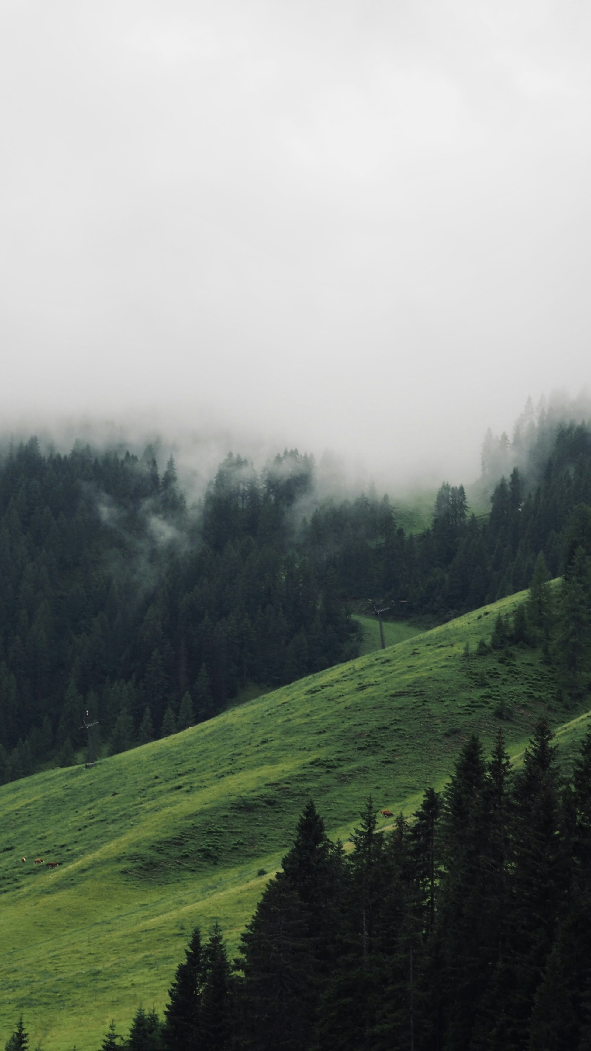 Wallpapers