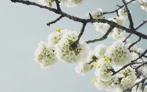 White Tree Blossoms Against Pale Sky