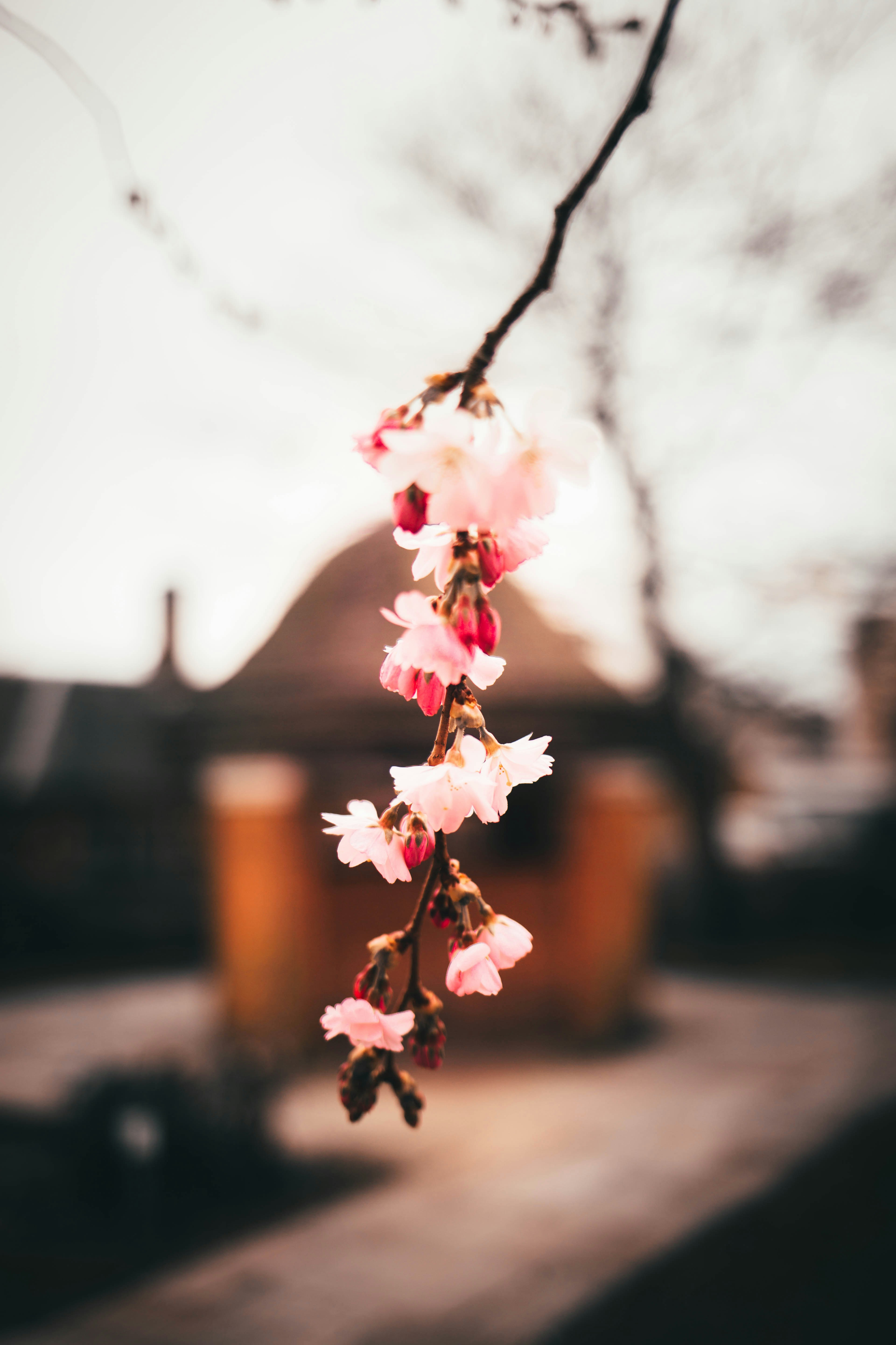 Hanging Pink Cherry Blossom Branch