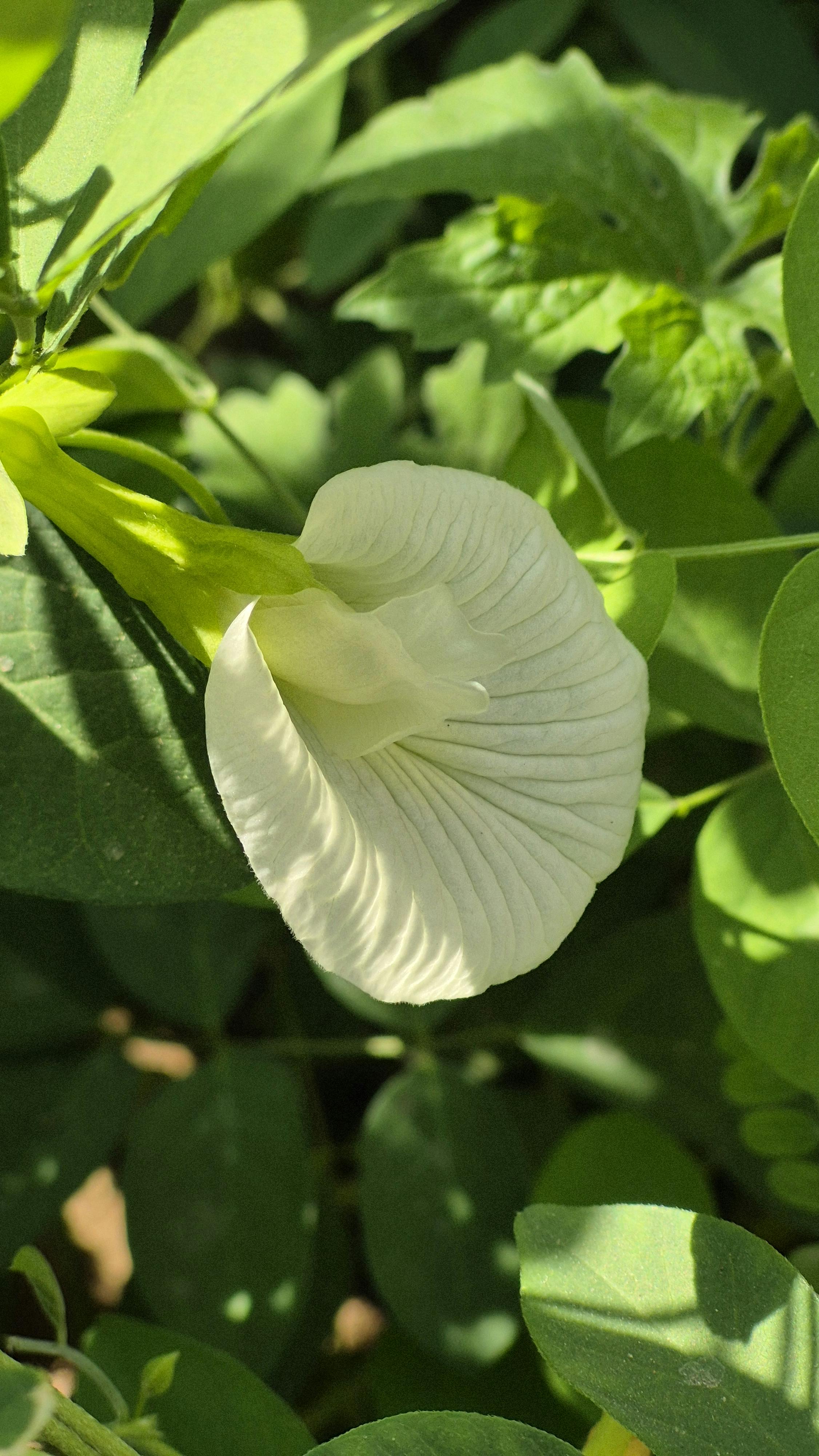 White Butterfly Pea Flower