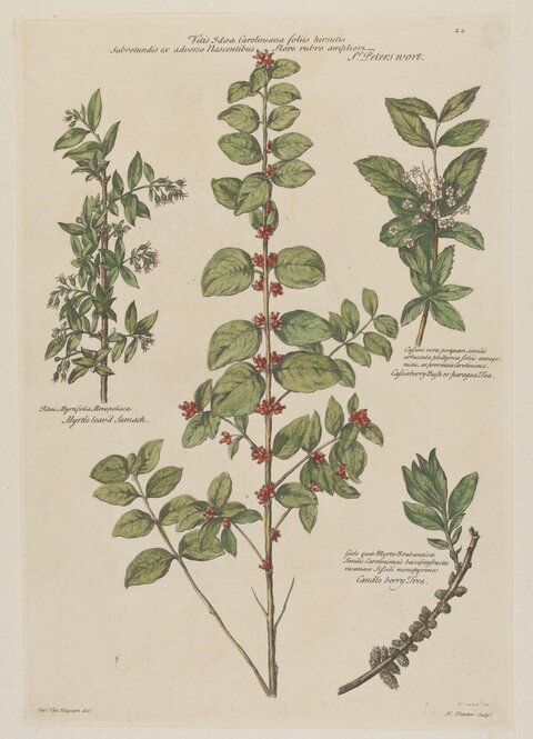 Antique Botanical Plant Illustration