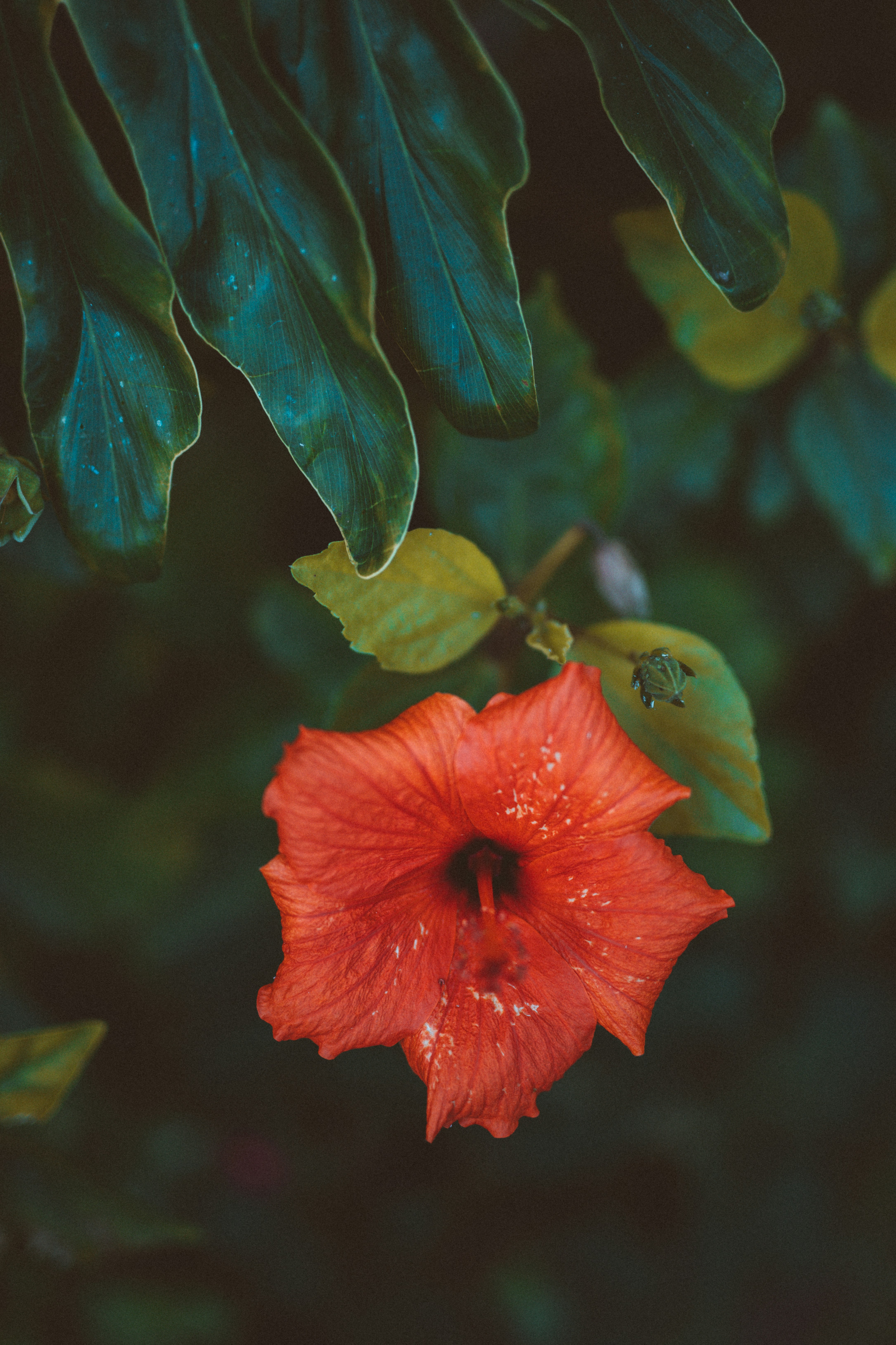 Red Hibiscus Among Dark Green Foliage