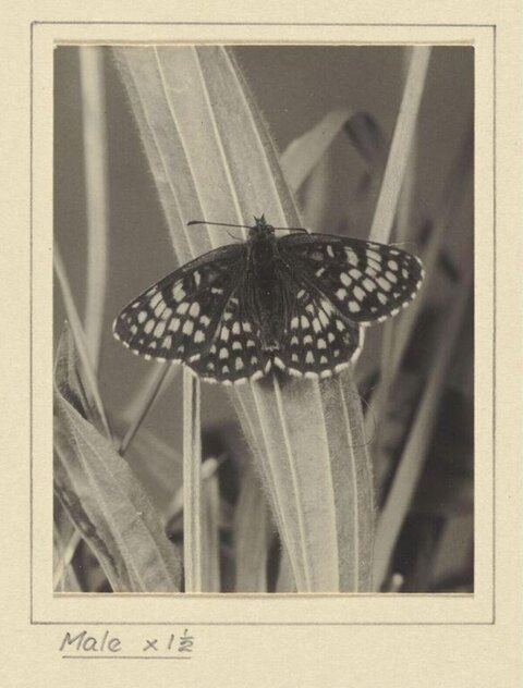 Male Spotted Butterfly on Grass