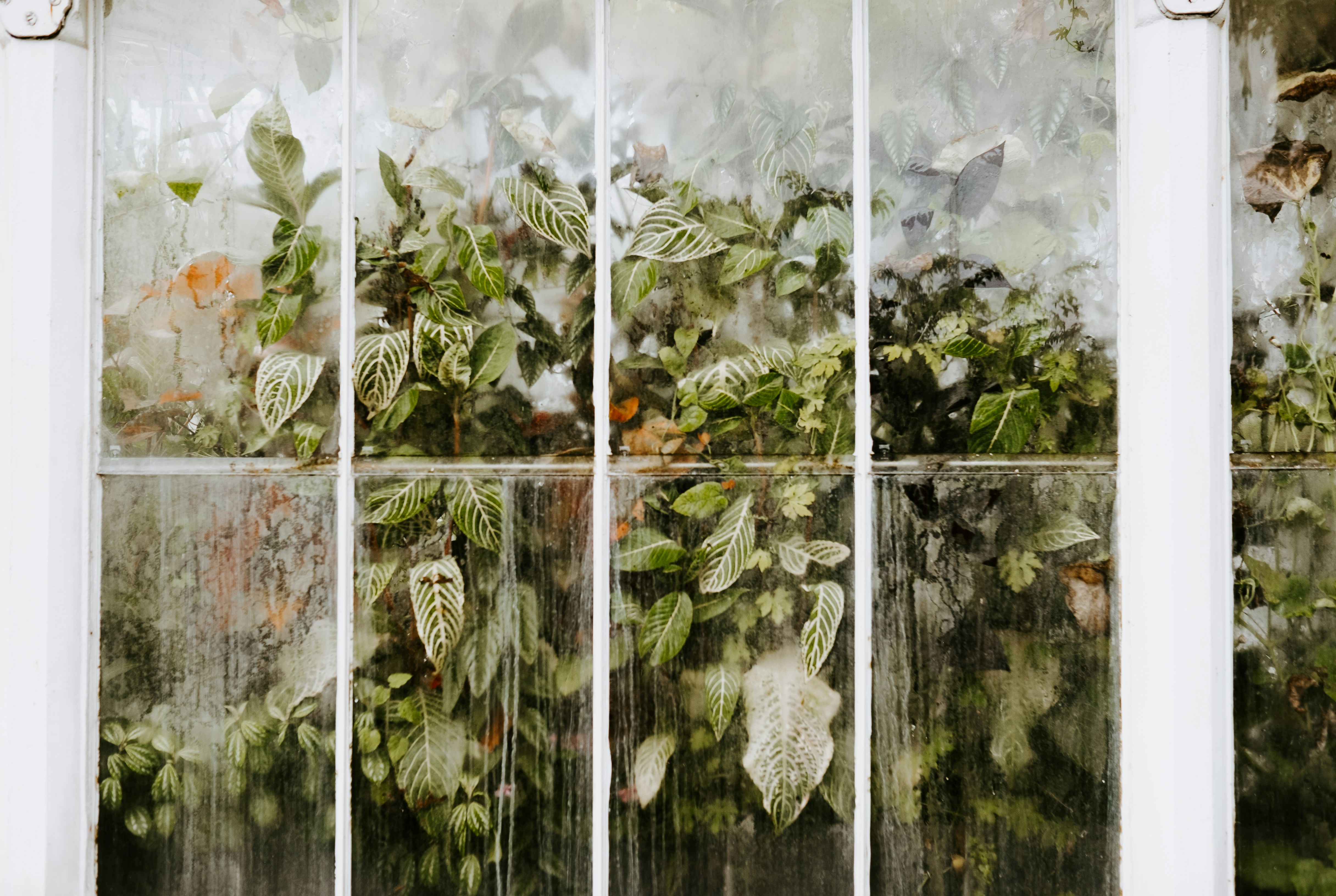 Lush Plants Behind Glass Window