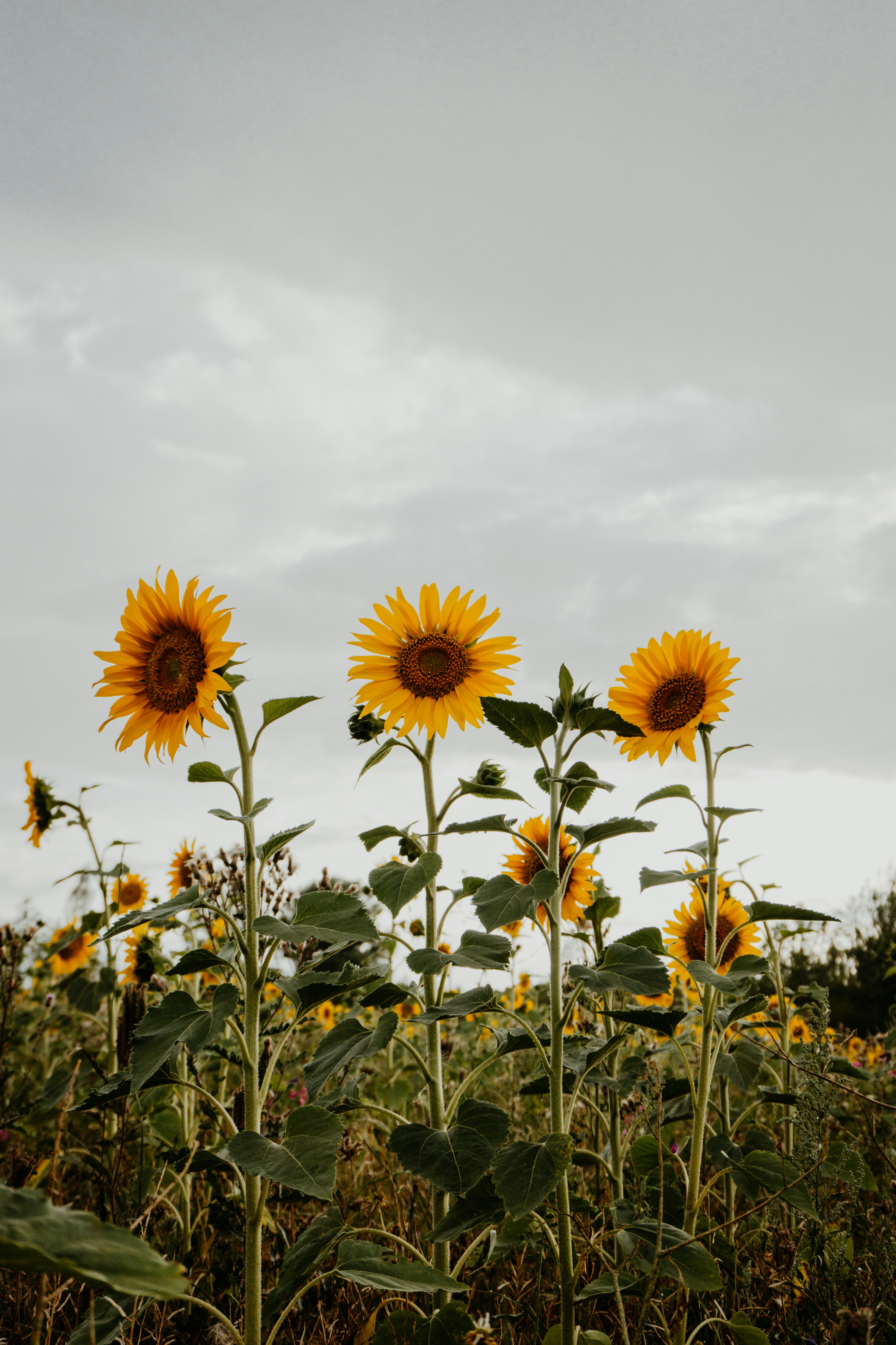 Three Sunflowers in Sunflower Field
