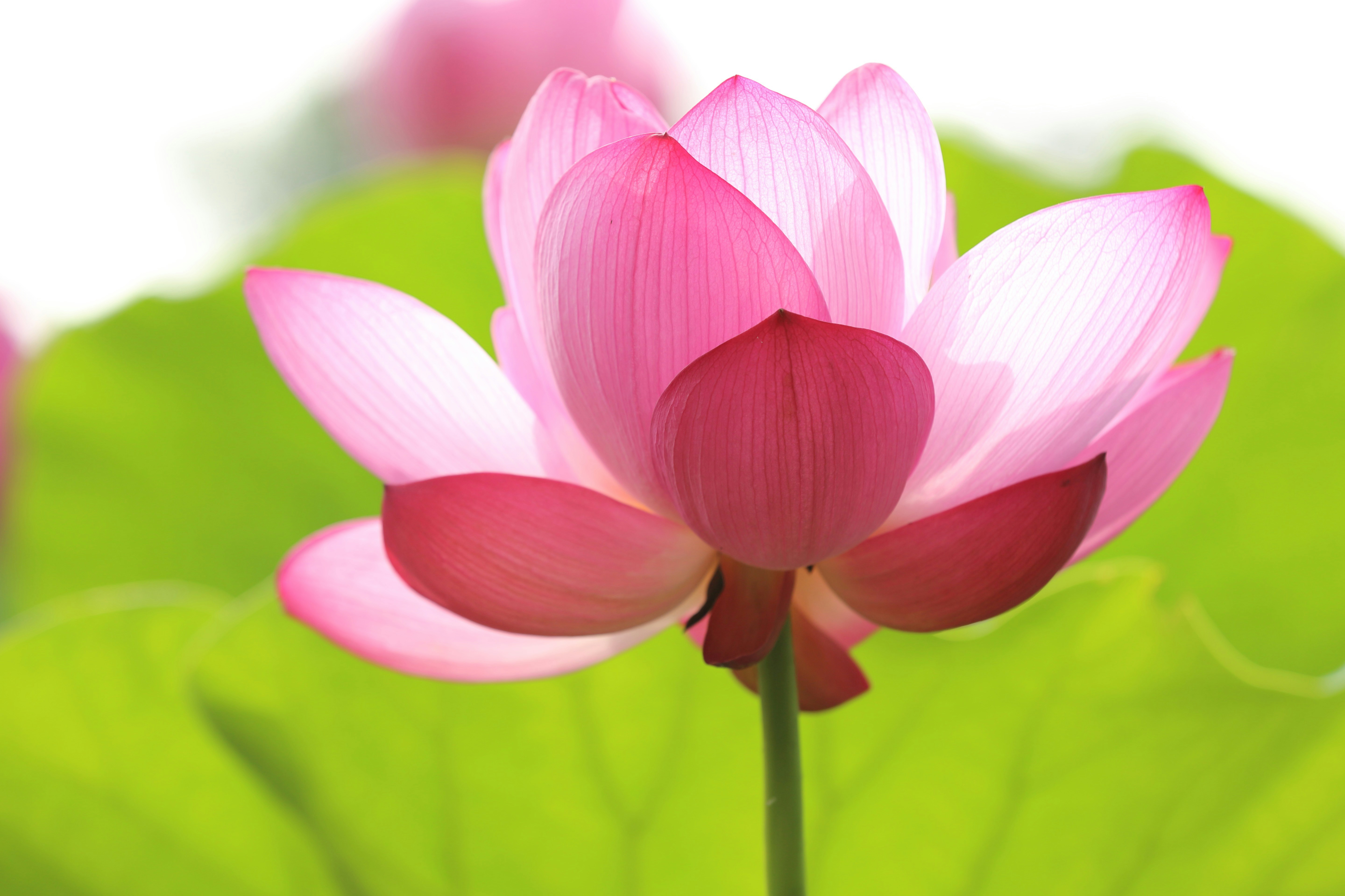 Pink Blooming Lotus Close-up