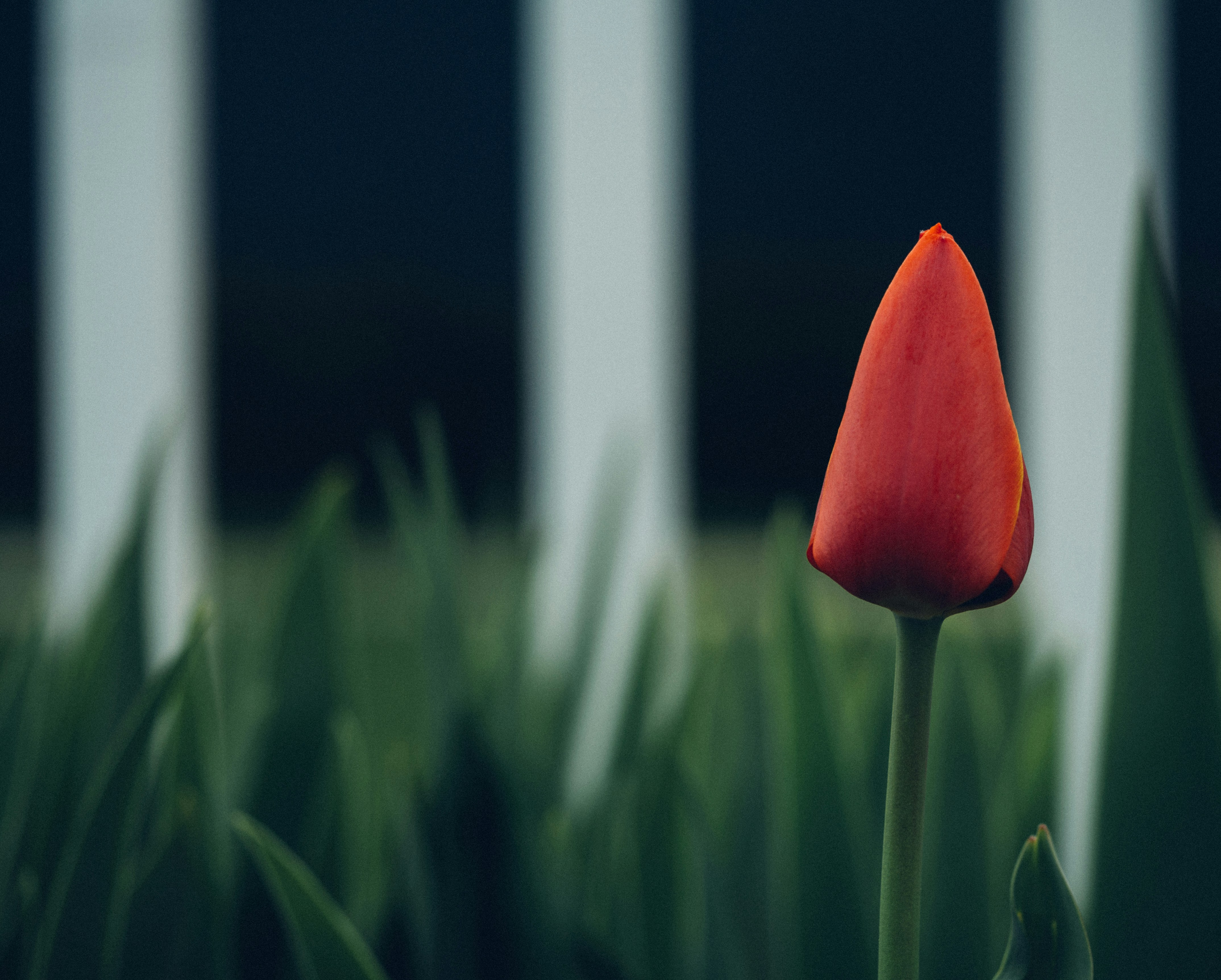 Red Tulip Bud by White Fence