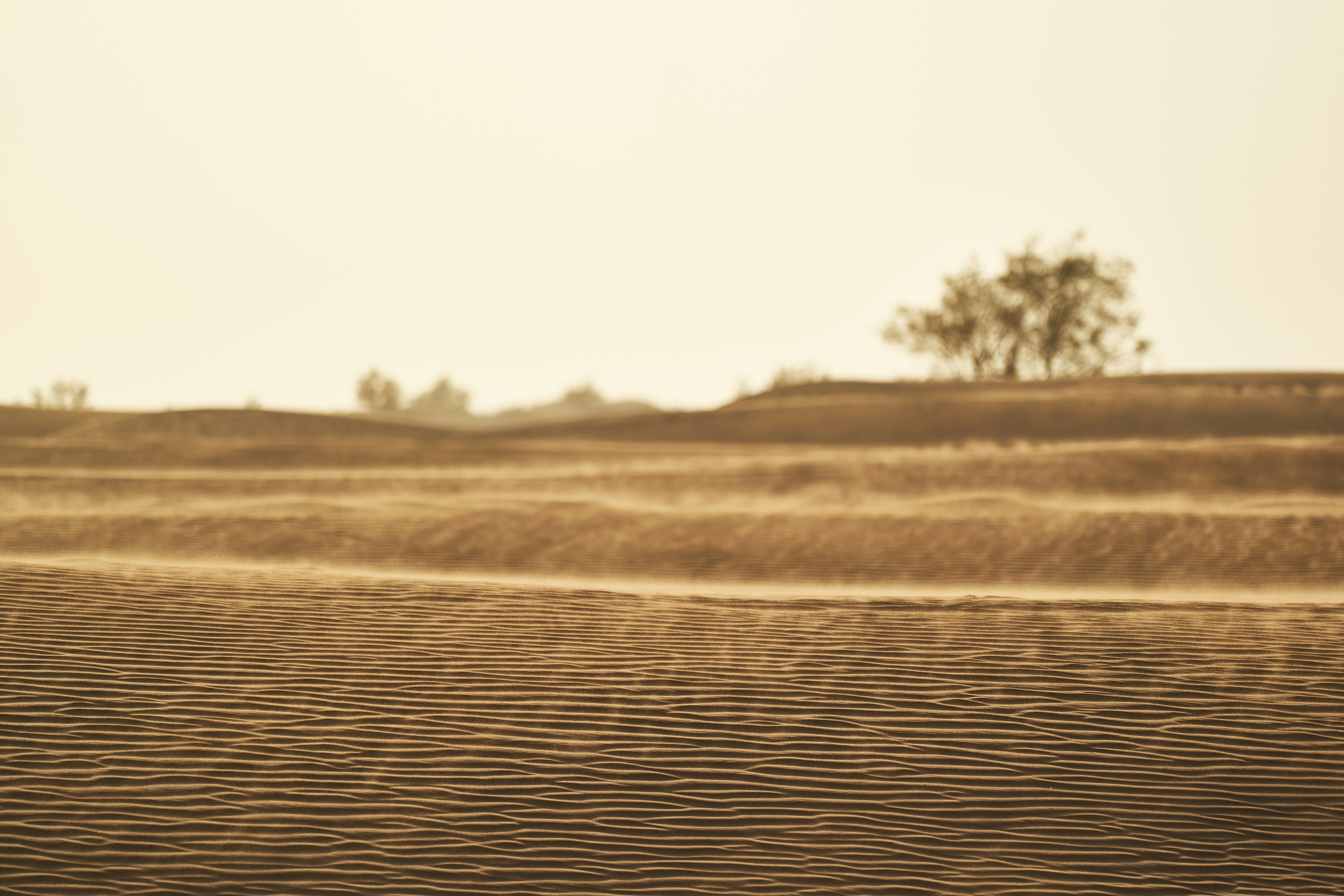 Desert Sand Dunes with Sparse Trees
