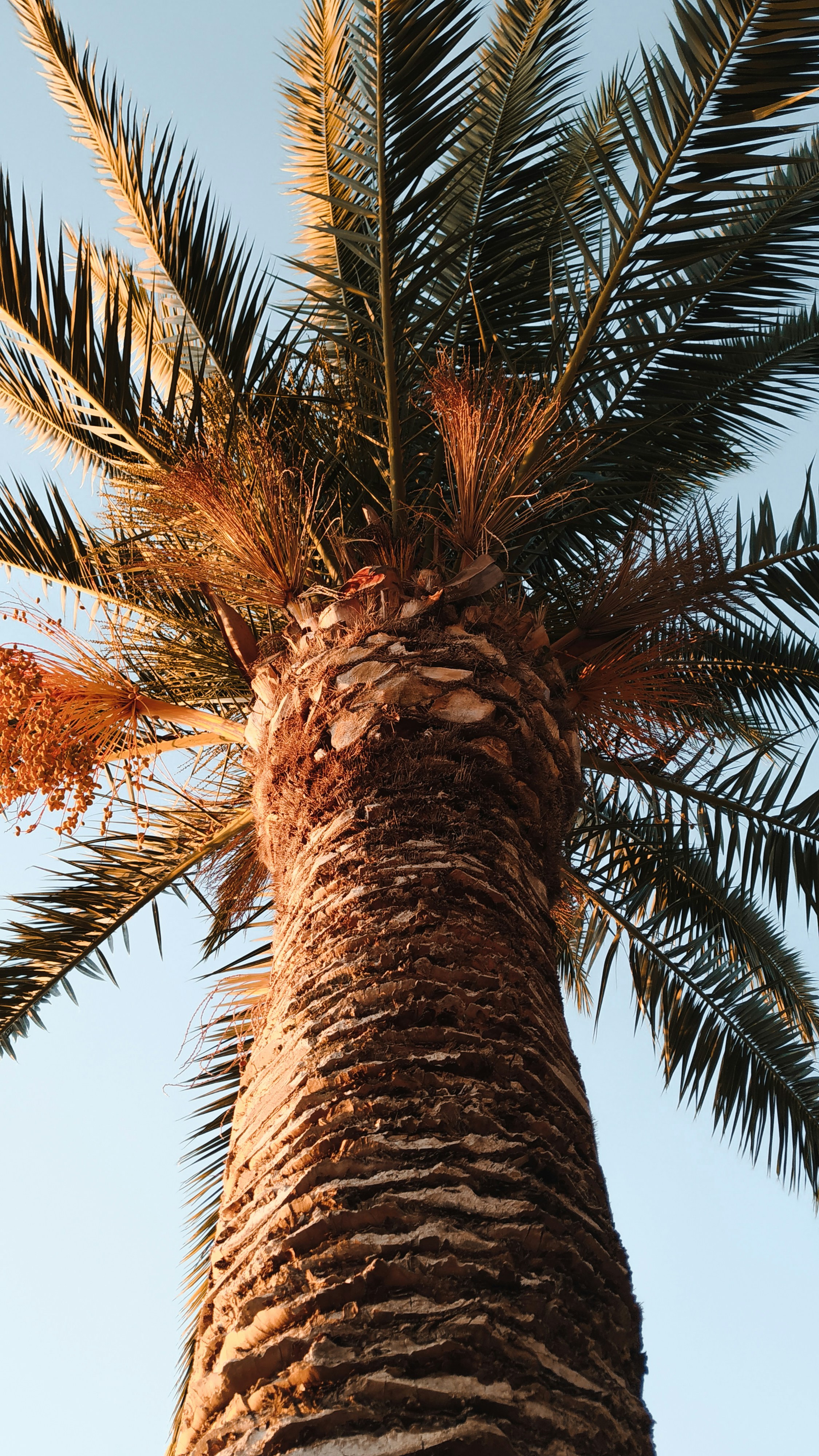 Upward View of Palm Tree