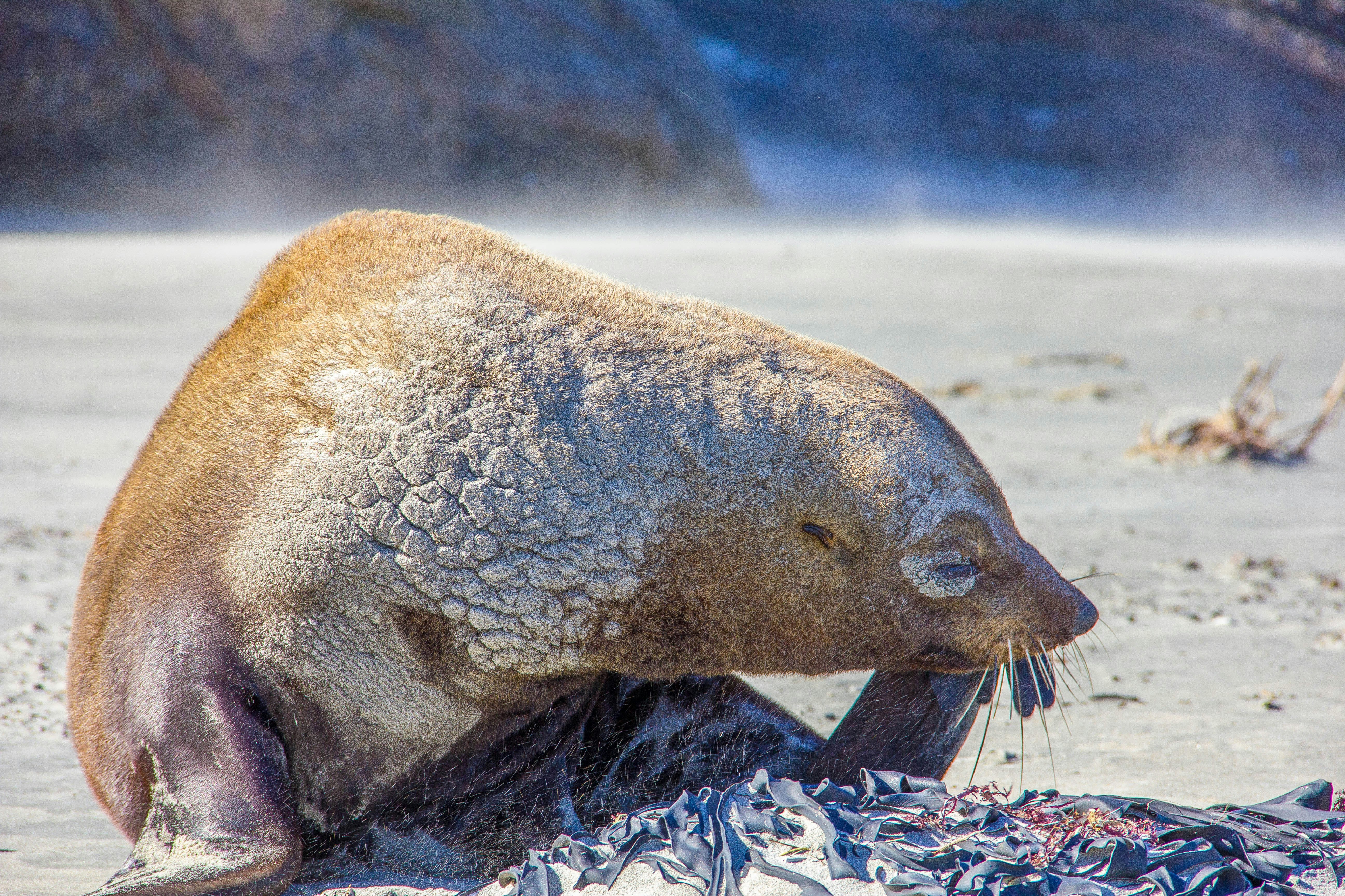 Sea Lion Resting on Sandy Beach