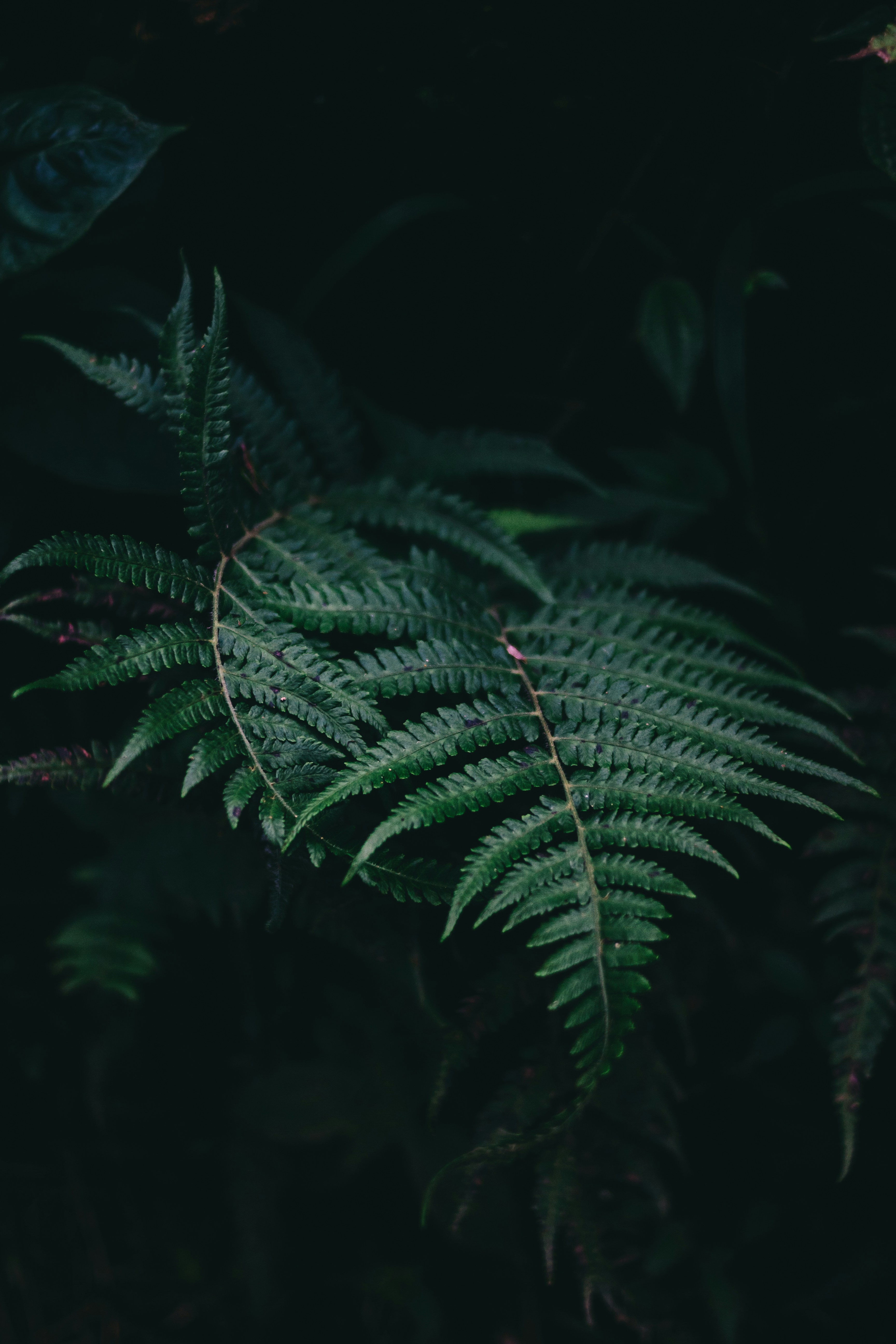 Dark Green Fern Fronds