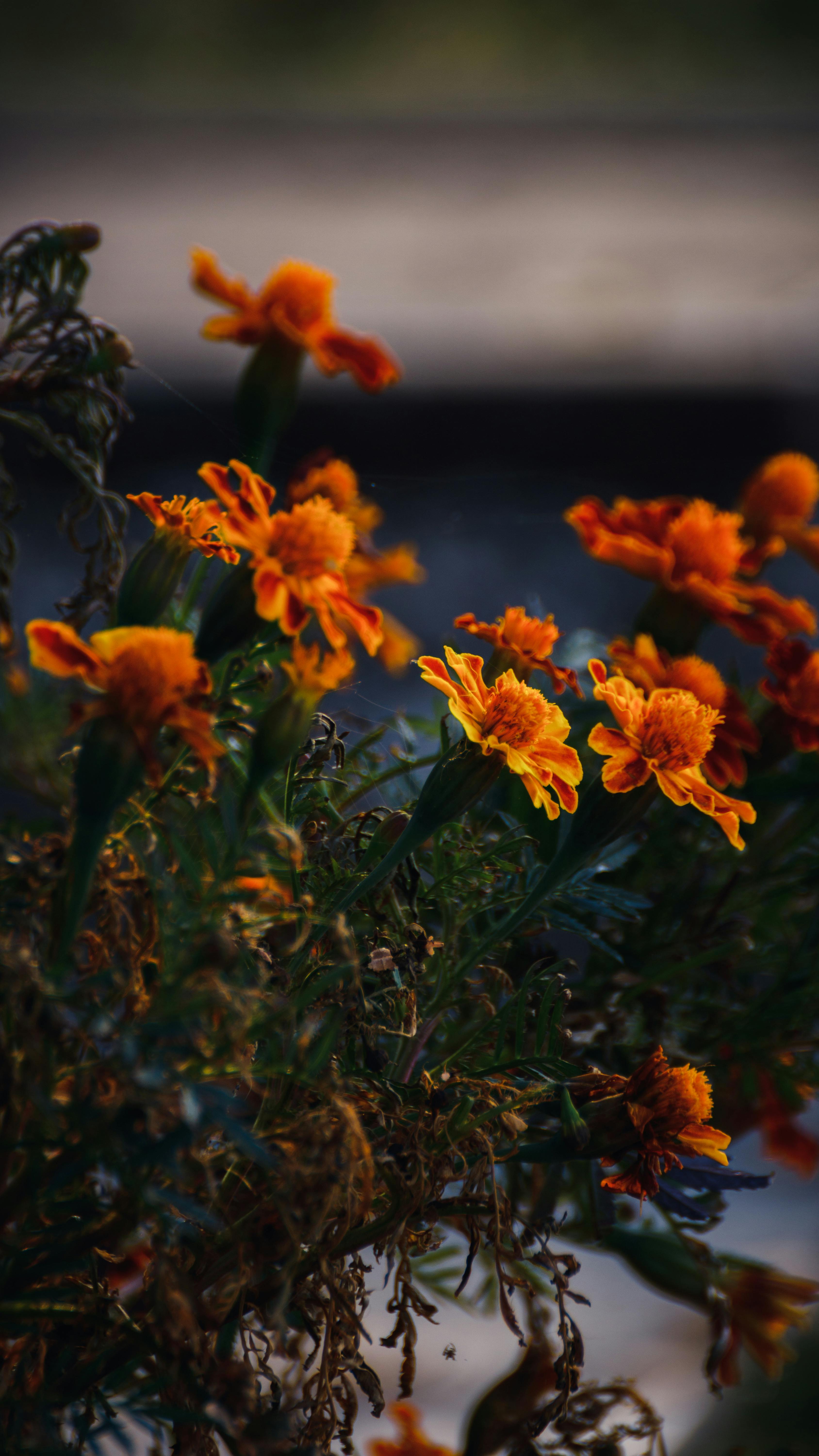 Sunlit Orange Marigolds