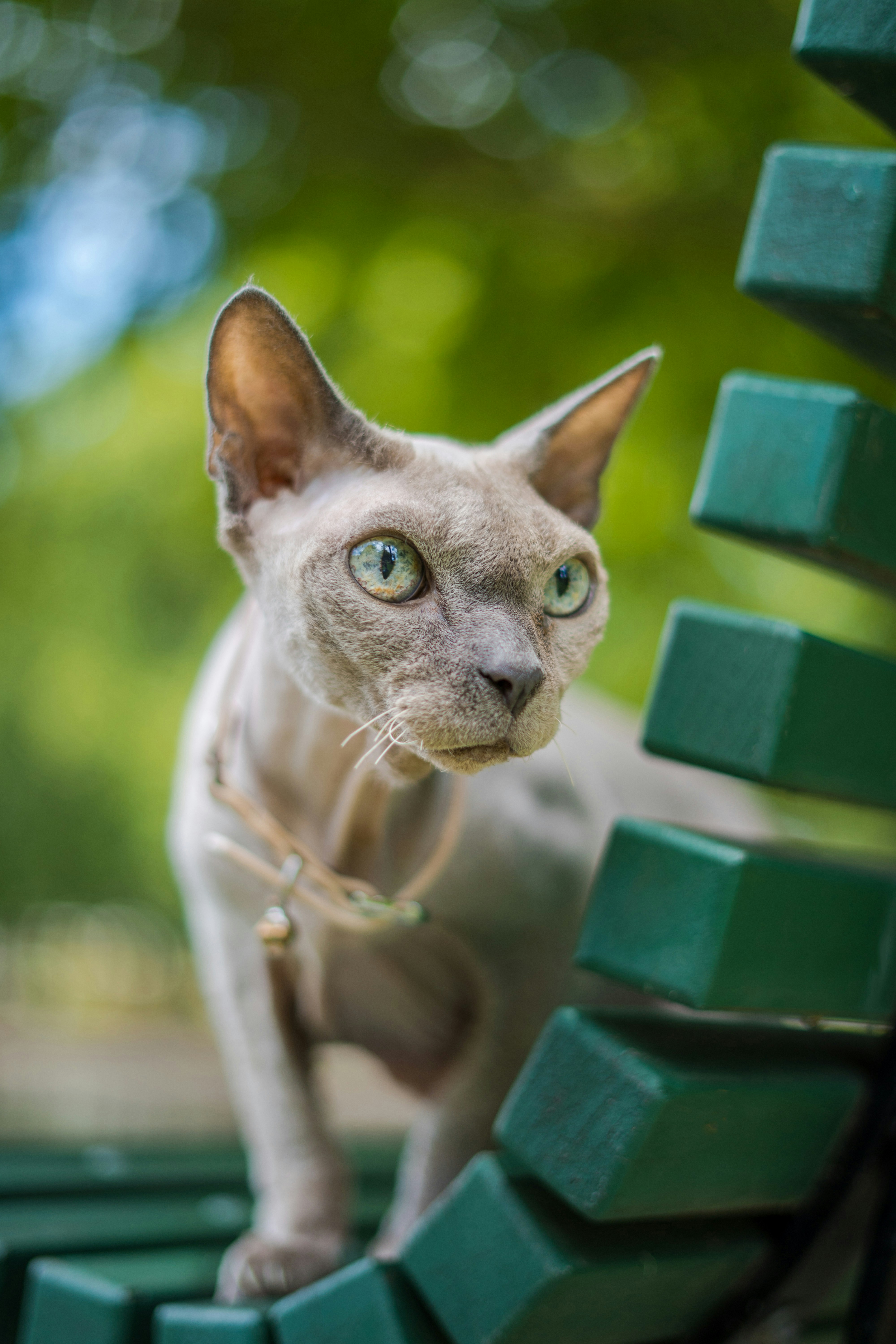 Hairless Cat Outdoors Portrait