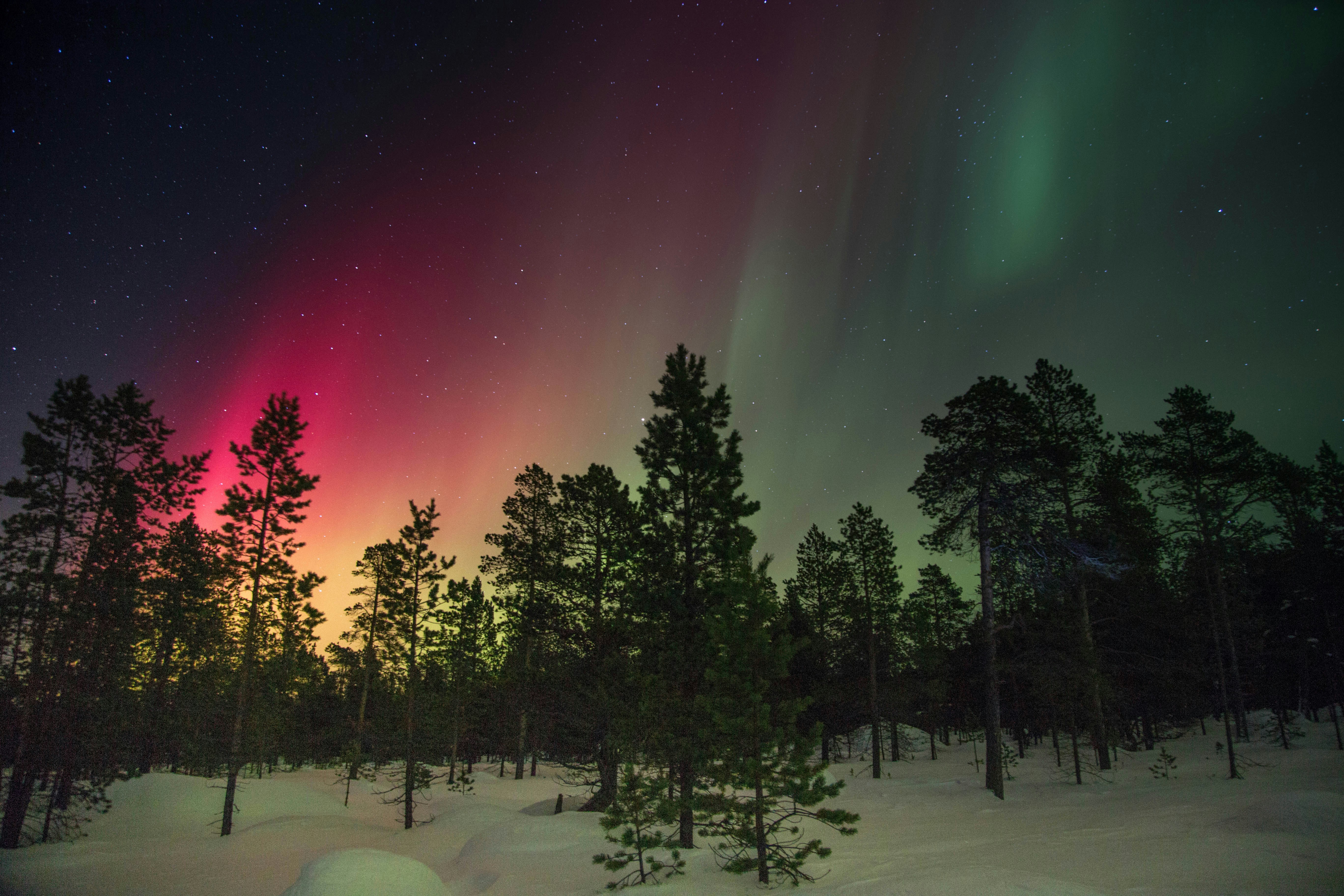 Aurora Over Snowy Pine Forest