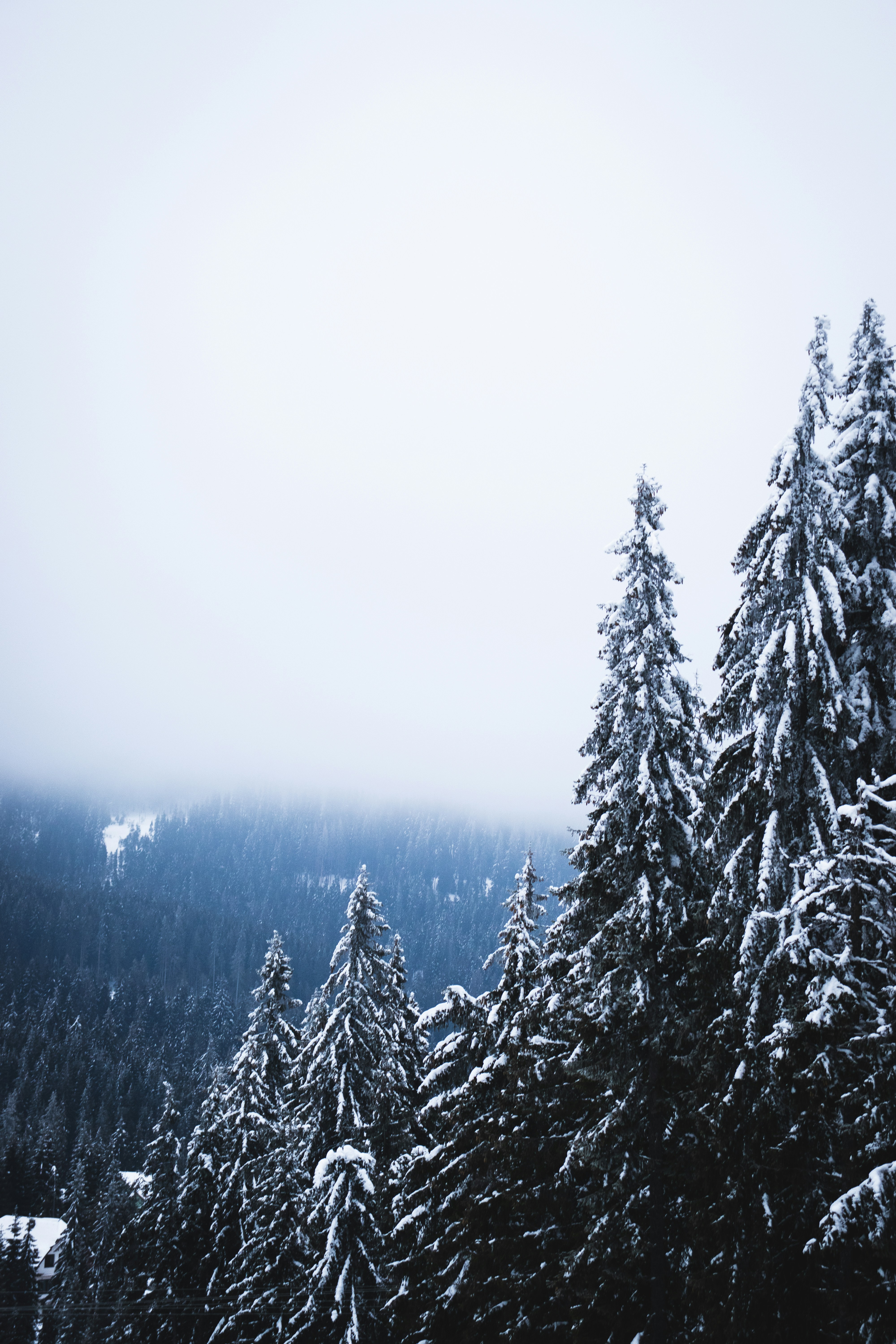 Foggy Winter Snowy Pine Forest