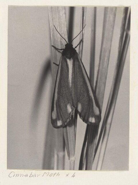 Vintage Cinnabar Moth Photo