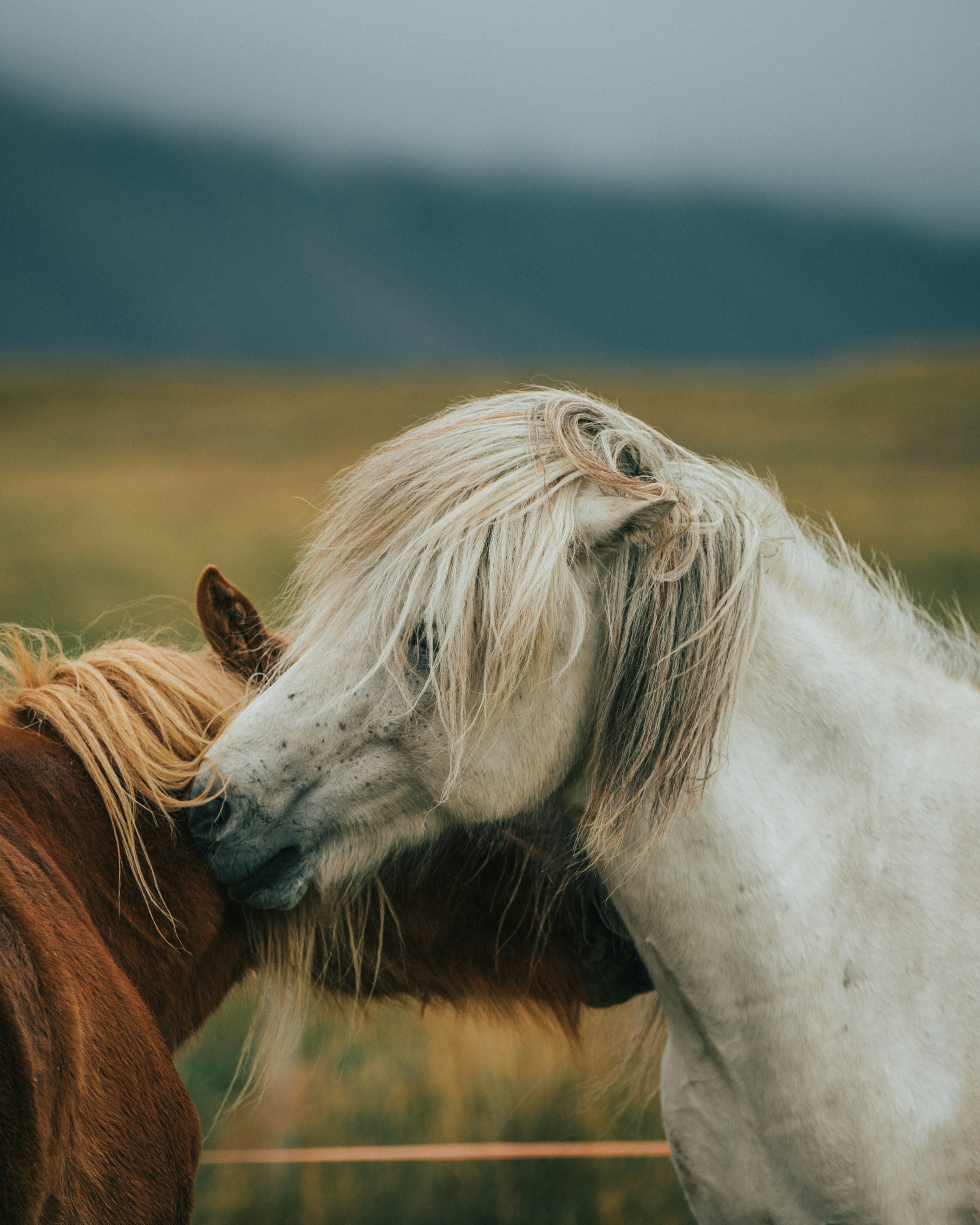 Two Affectionate Horses on Grassland