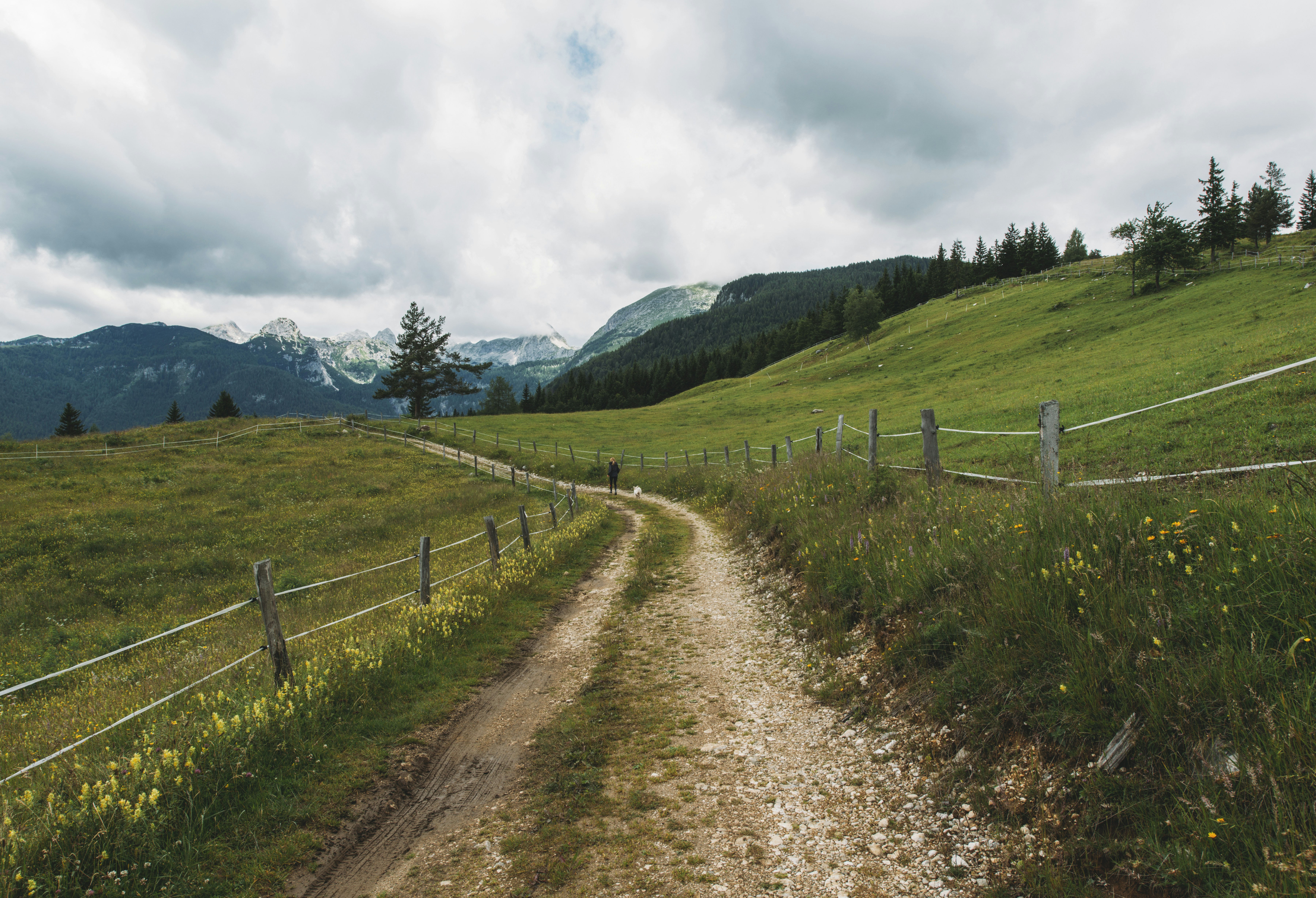Dirt Path Through Mountain Pasture