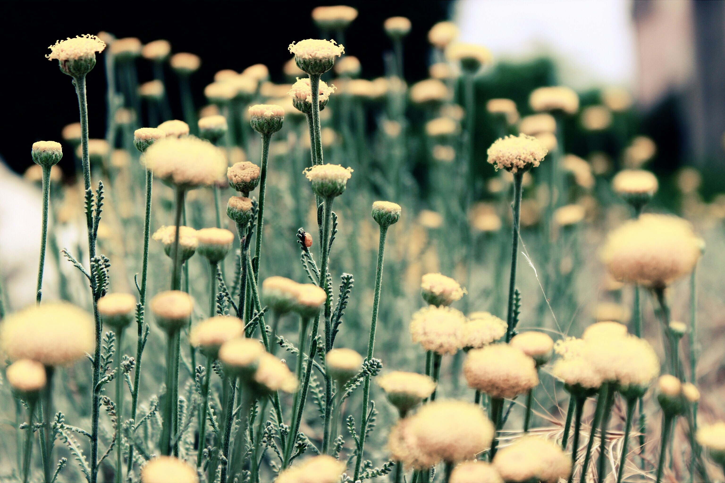 Field of Pale Yellow Wildflowers