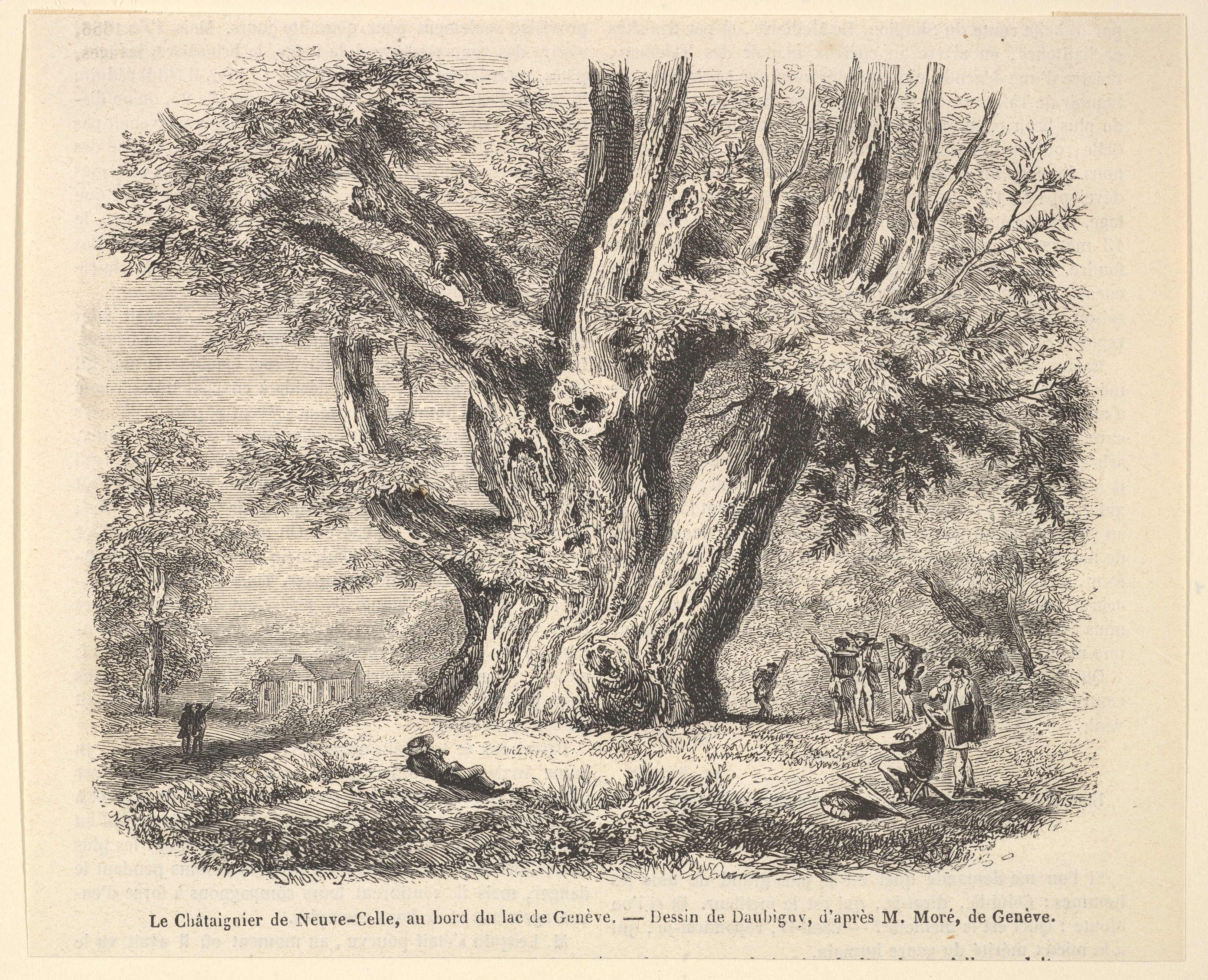 Giant Ancient Chestnut by Lake Geneva