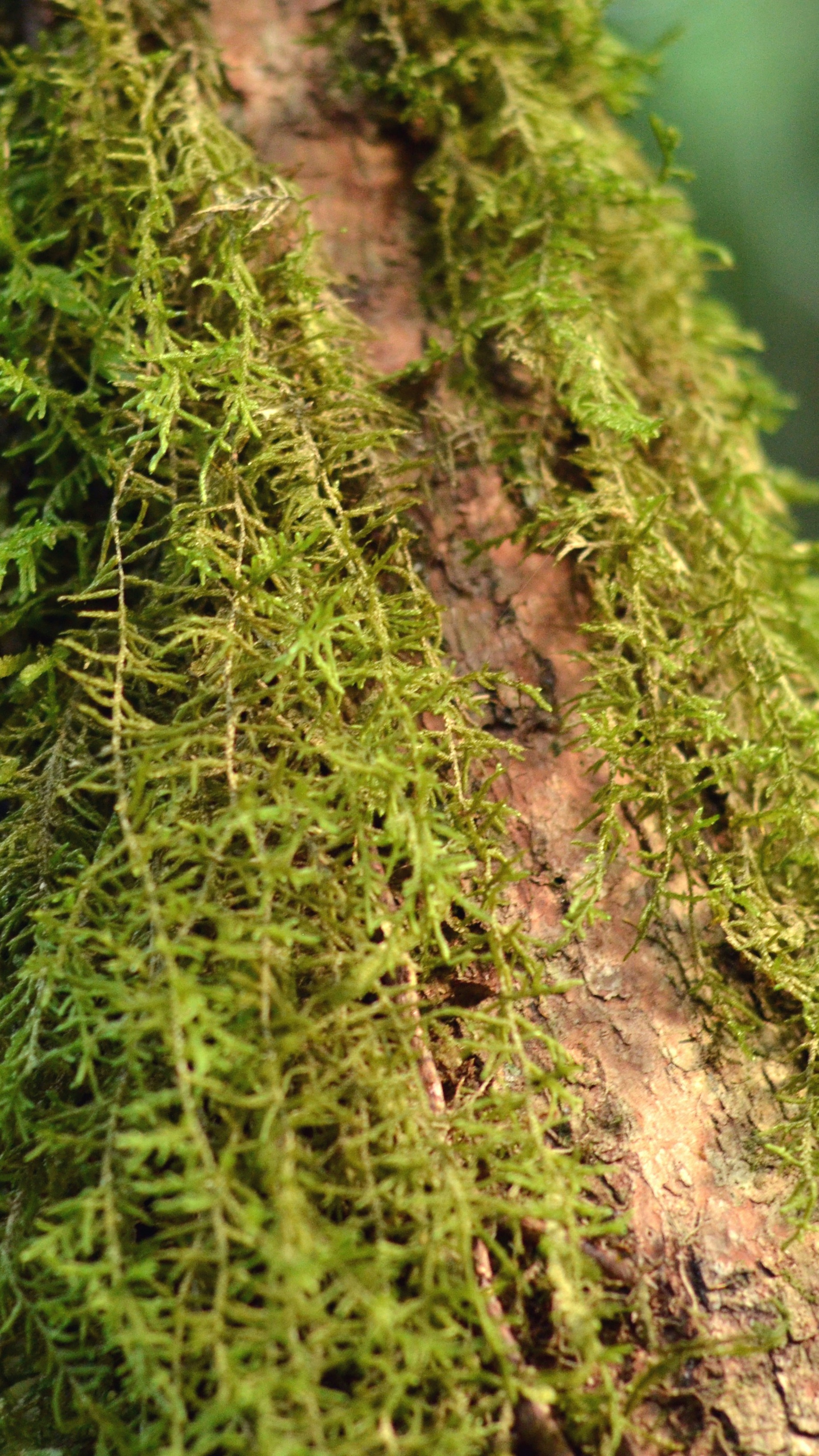 Hanging Moss on Tree Trunk