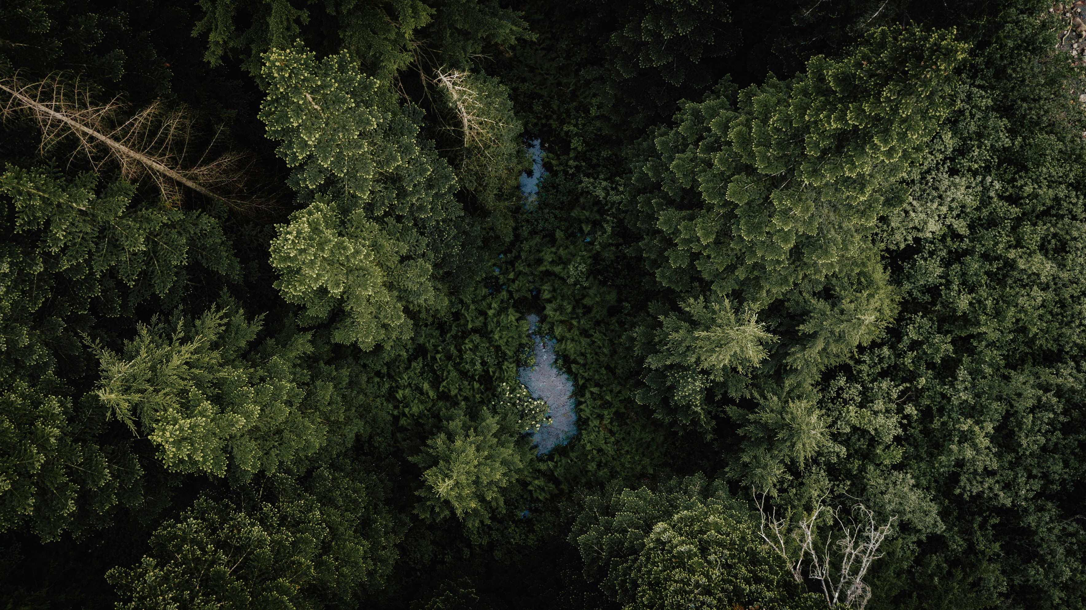 Aerial View of Forest Stream