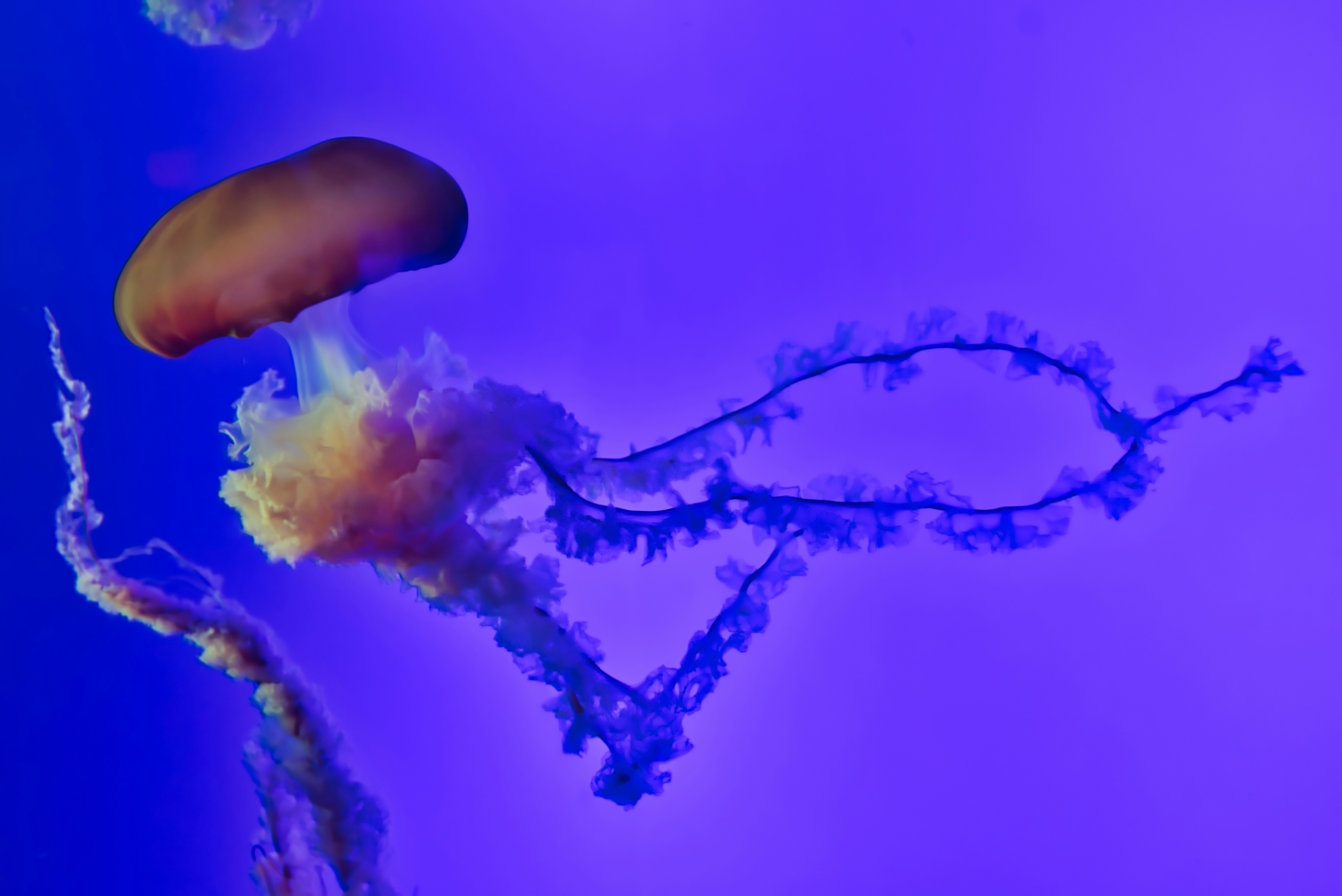 Orange Bell Jellyfish