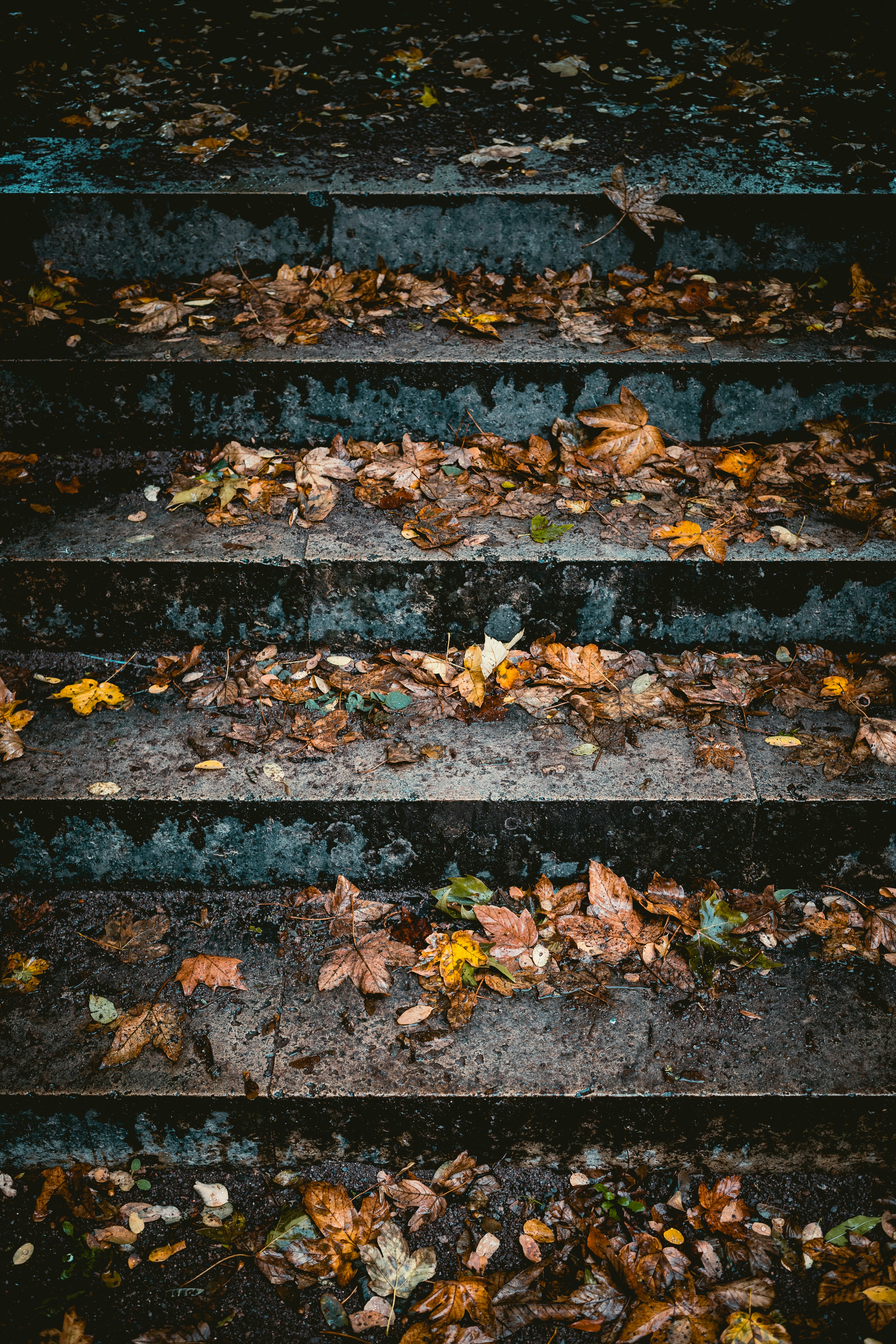 Fallen Leaves on Stone Steps