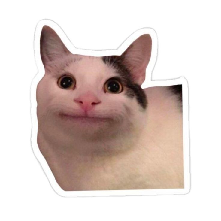 Funny Wide-Eyed Meme Cat