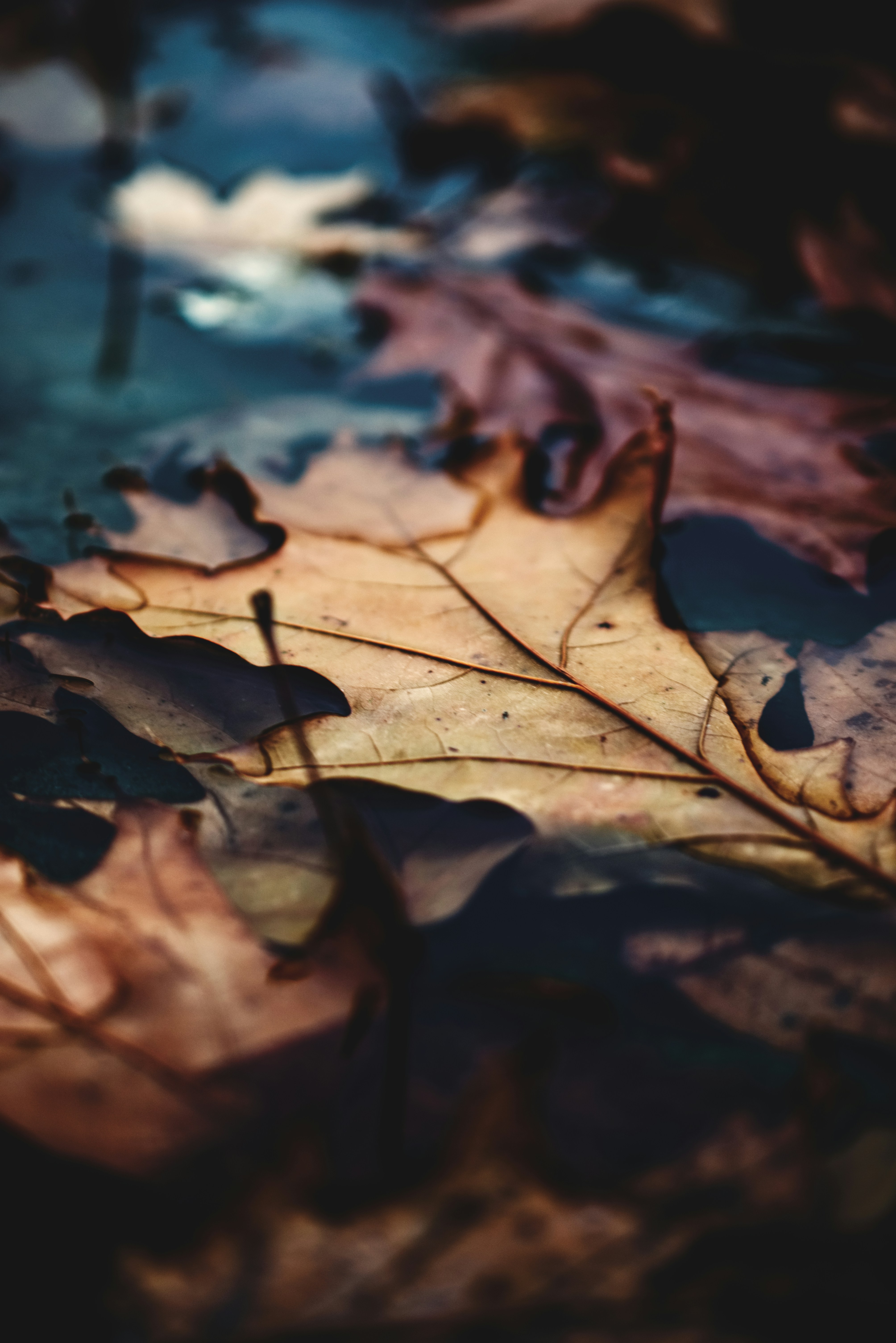 Dried Fallen Leaves in Water