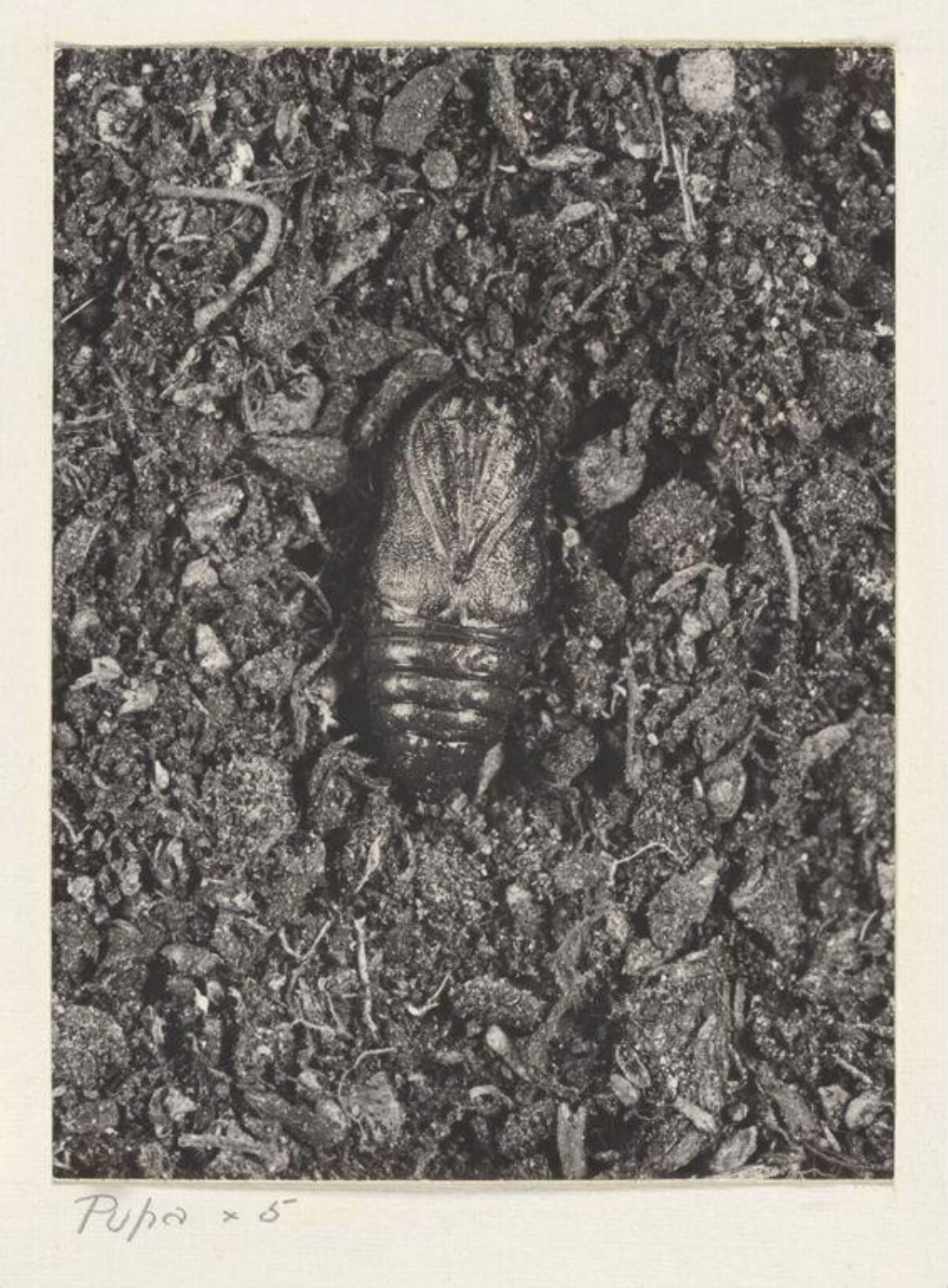 Insect Pupa in Soil