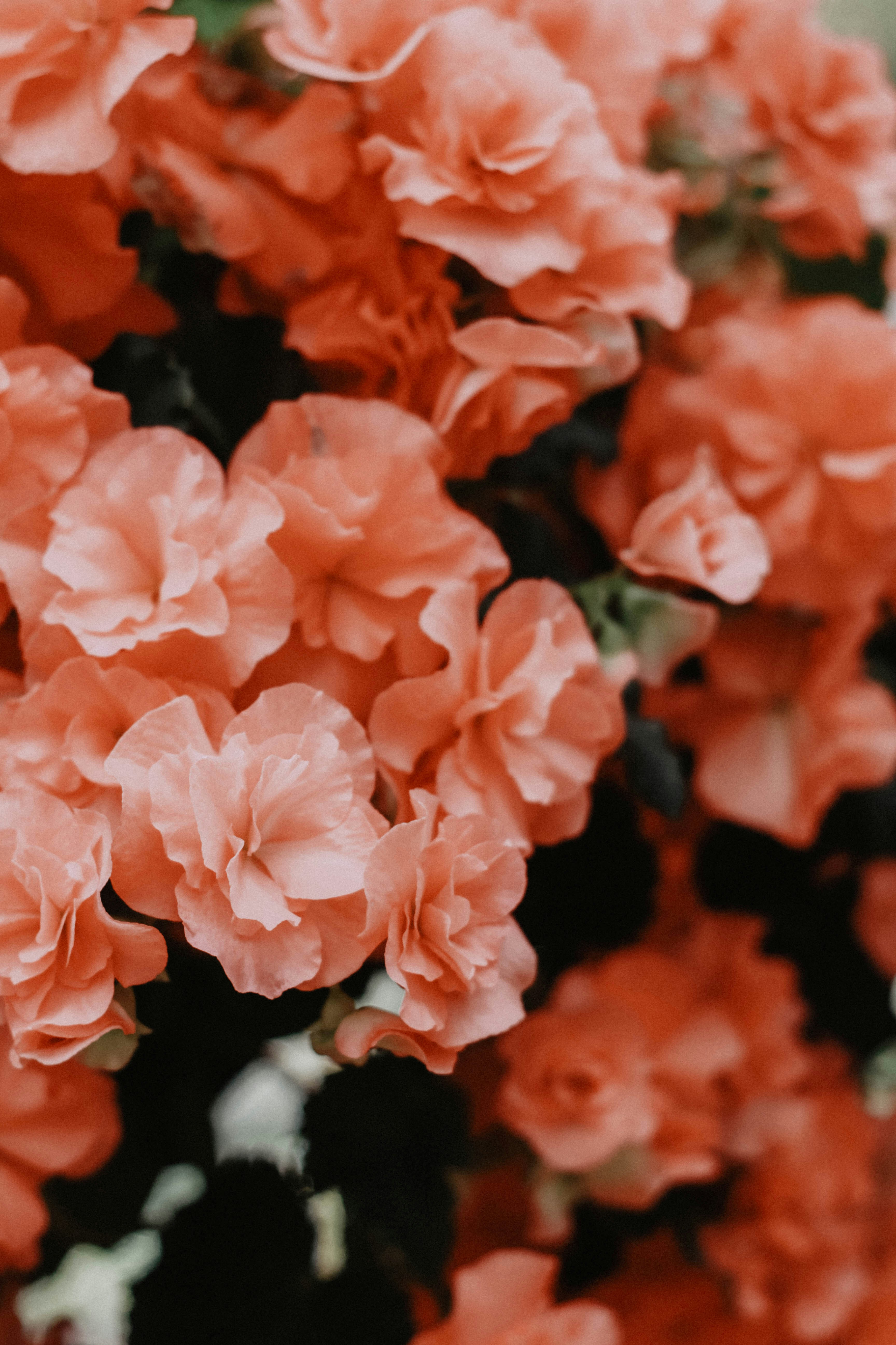 Coral Pink Clustered Flowers