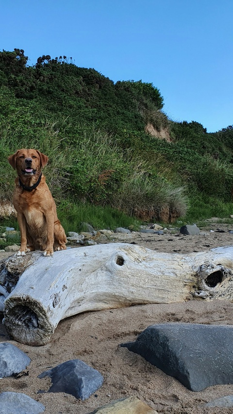 Red Labrador on Beach Driftwood
