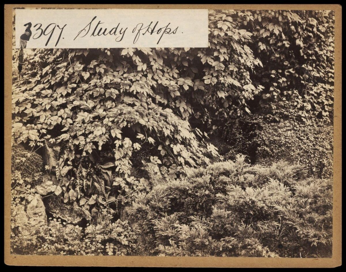 Vintage Study of Hops