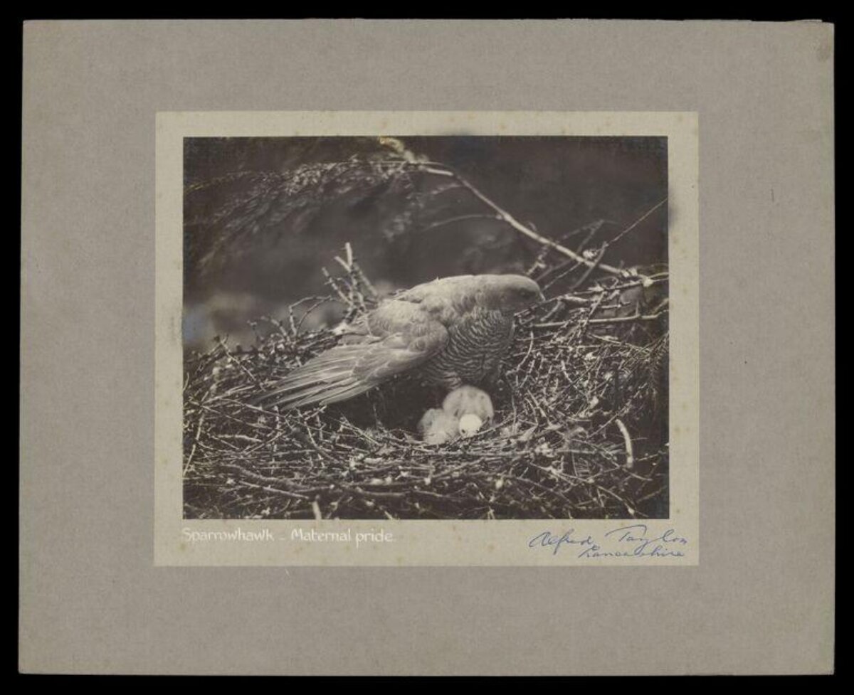 Sparrowhawk Maternal Pride