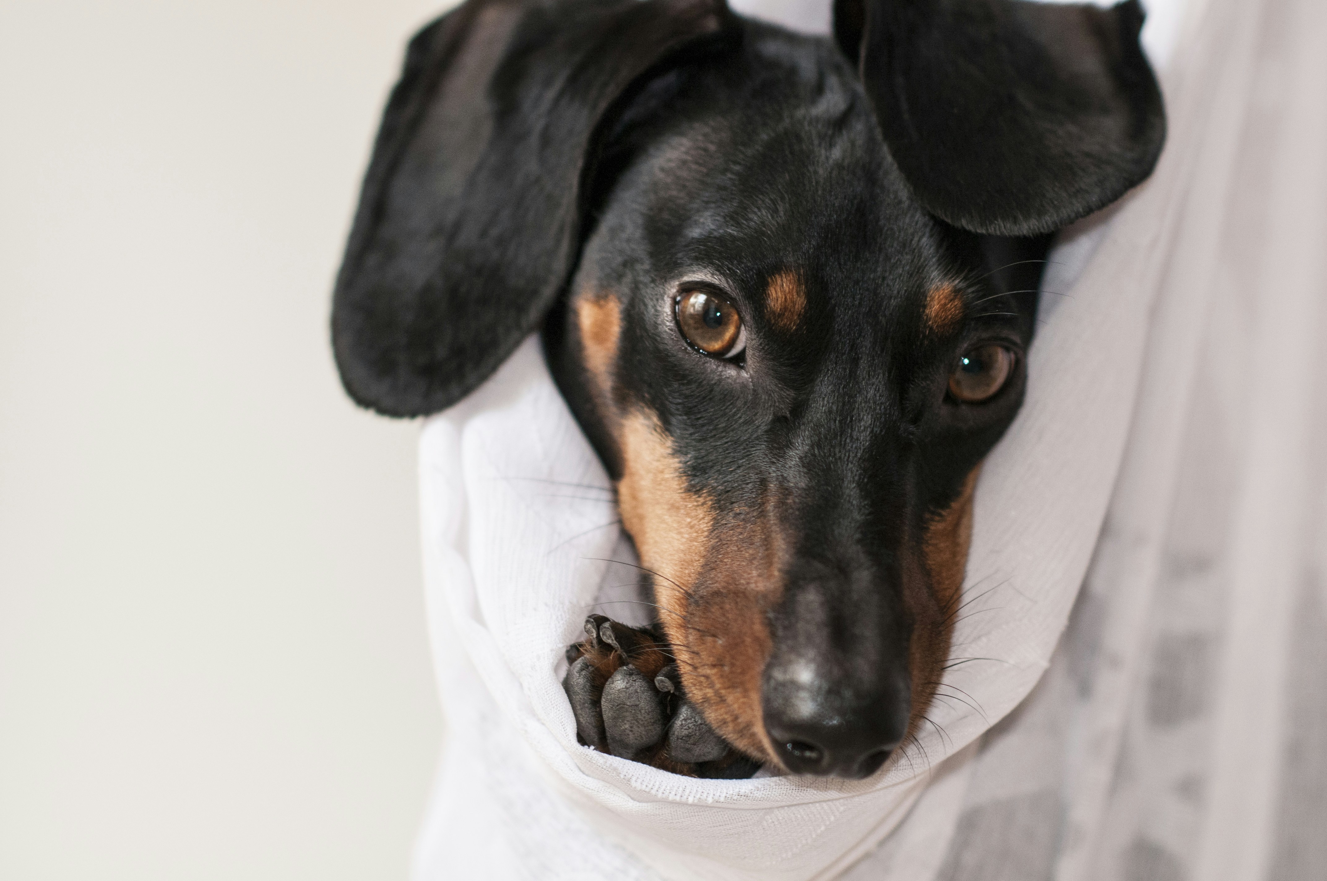 Black and Tan Dachshund Peeking Out